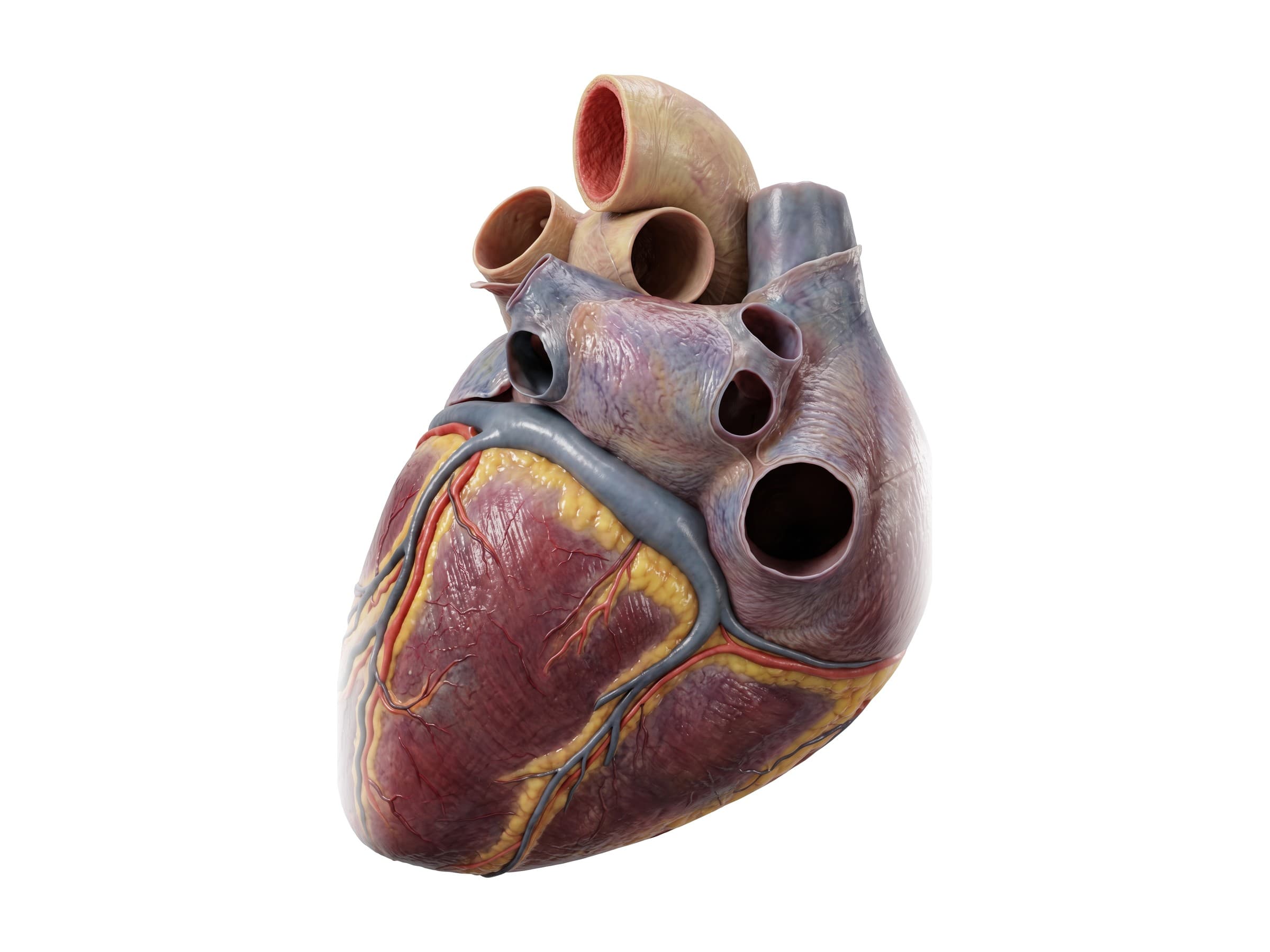 Back of the heart labeled: left atrium, pulmonary veins, coronary sinus, inferior vena cava