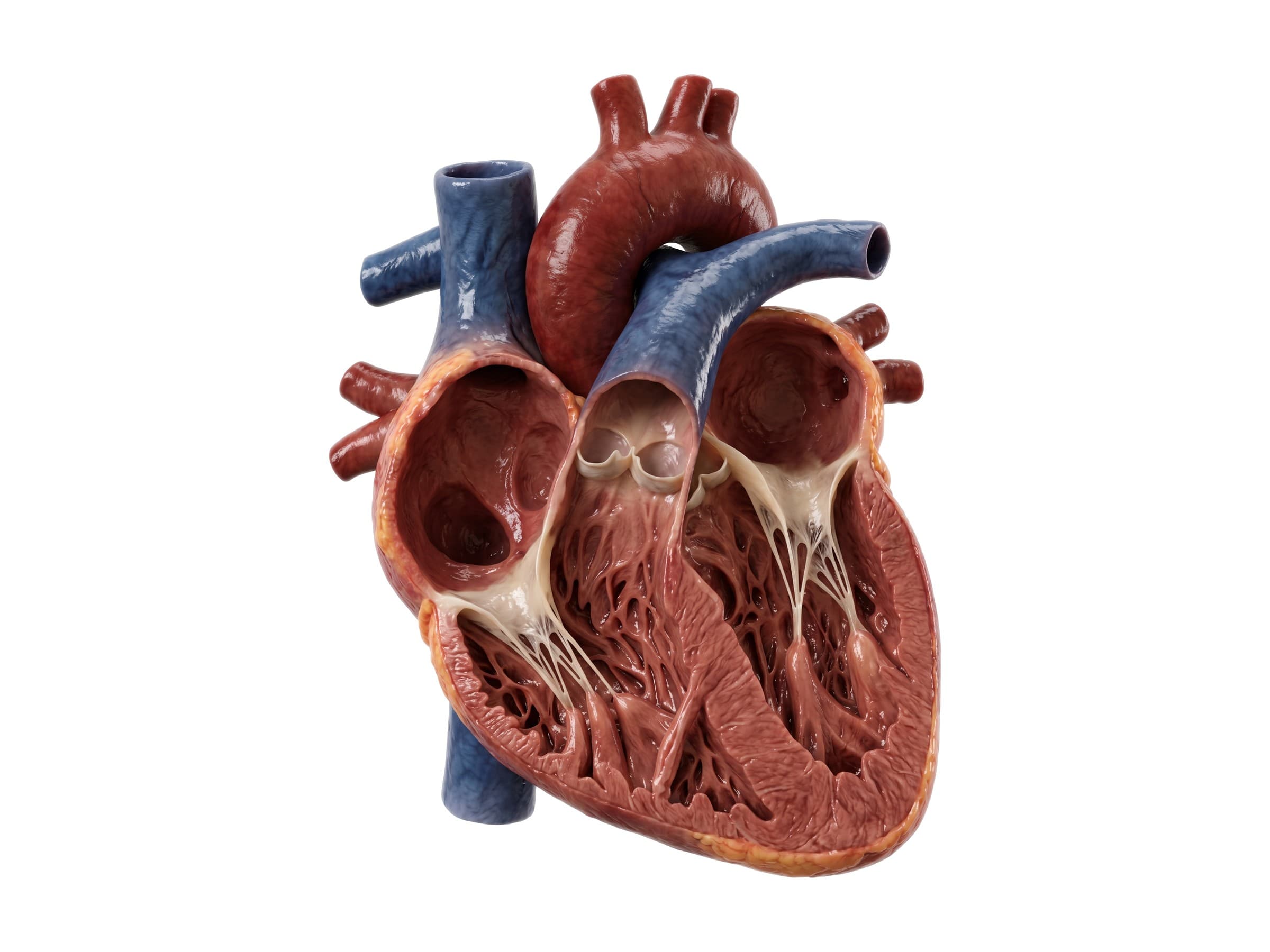 Cross section of the heart: the four chambers, heart valves and interventricular septum (front view)