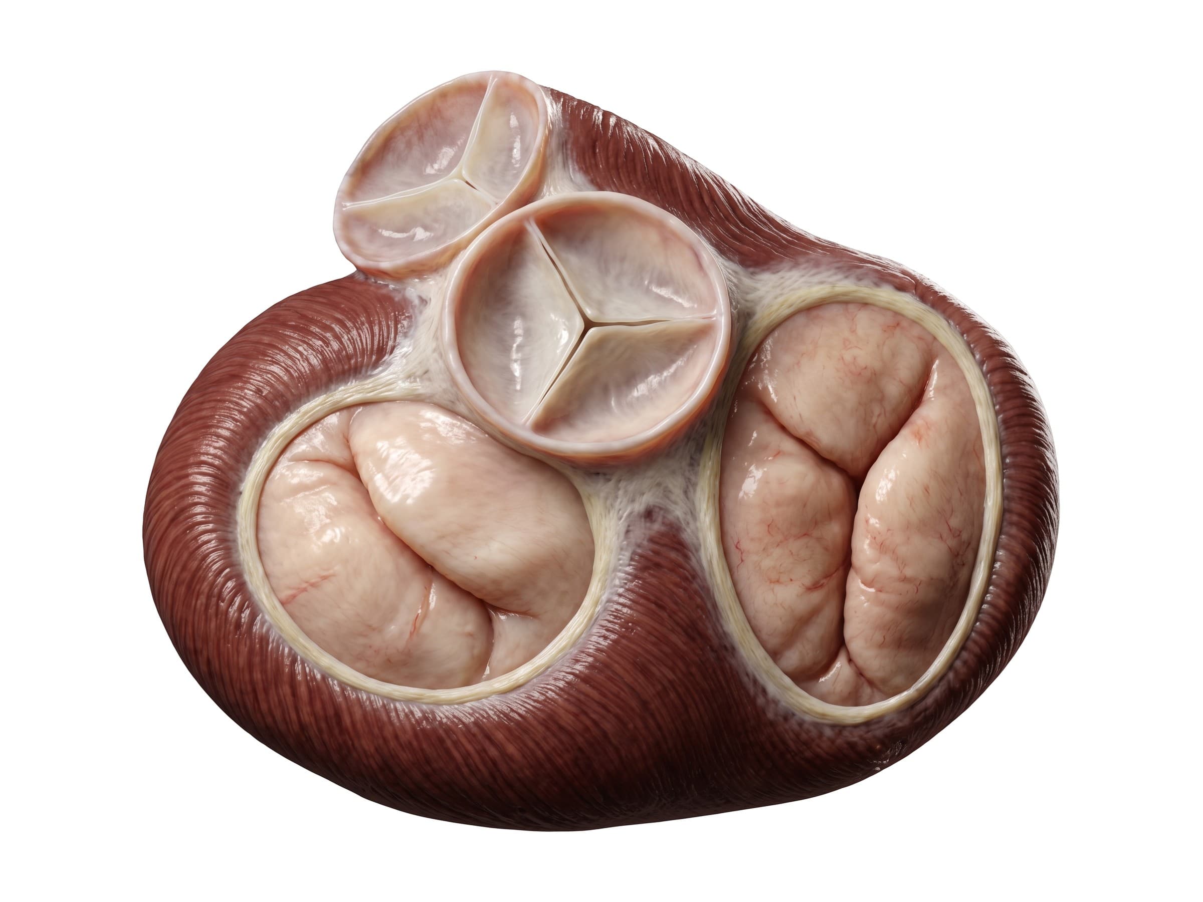 Heart valves seen from above: pulmonary, aortic, mitral and tricuspid valves