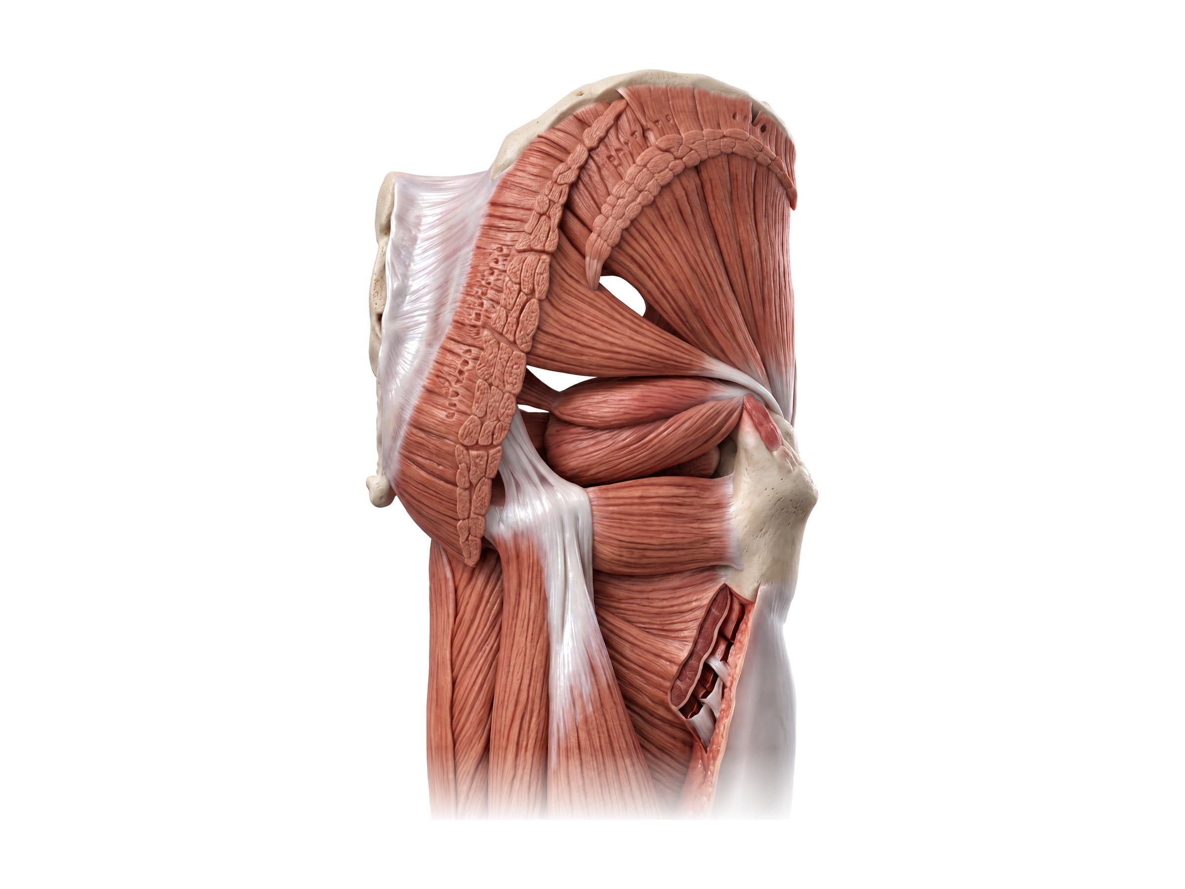 Gluteal muscles (right hip, from behind): gluteus medius, gluteus minimus, piriformis and deep rotators