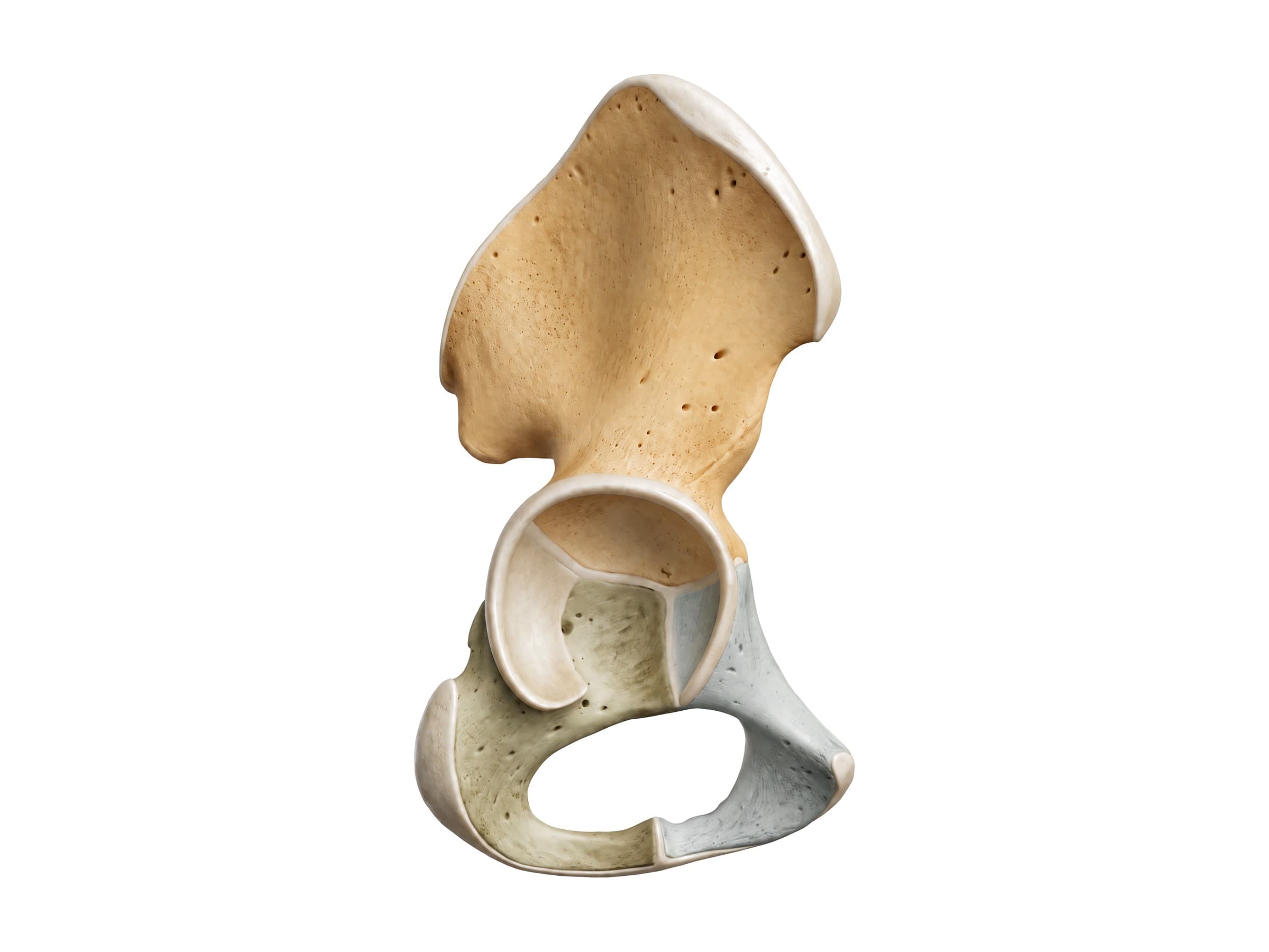 Hip bone (right, outer side): ilium, ischium and pubis meeting at the acetabulum