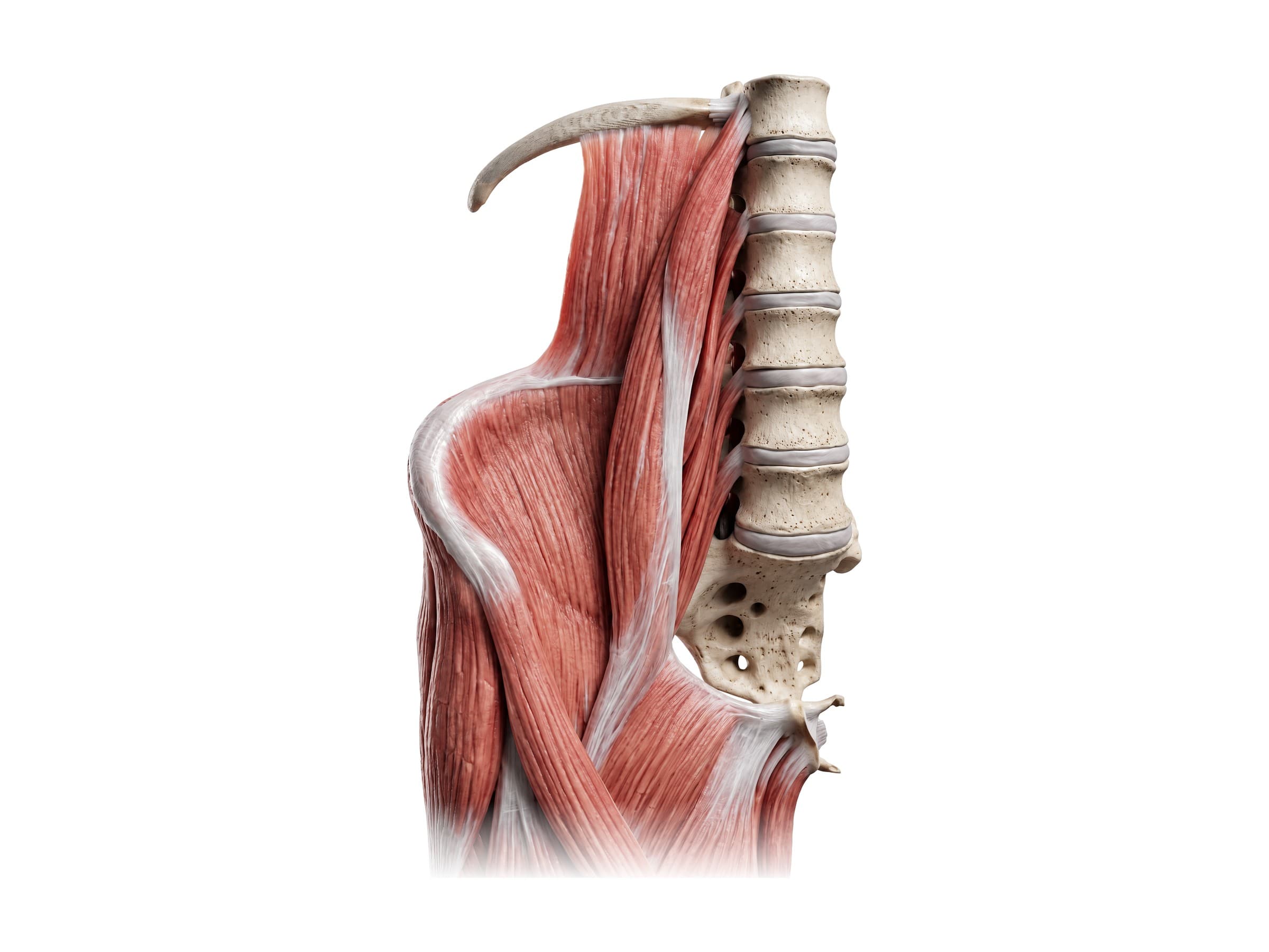 Hip flexor muscles (right side, front view): psoas major, iliacus, sartorius and tensor fasciae latae