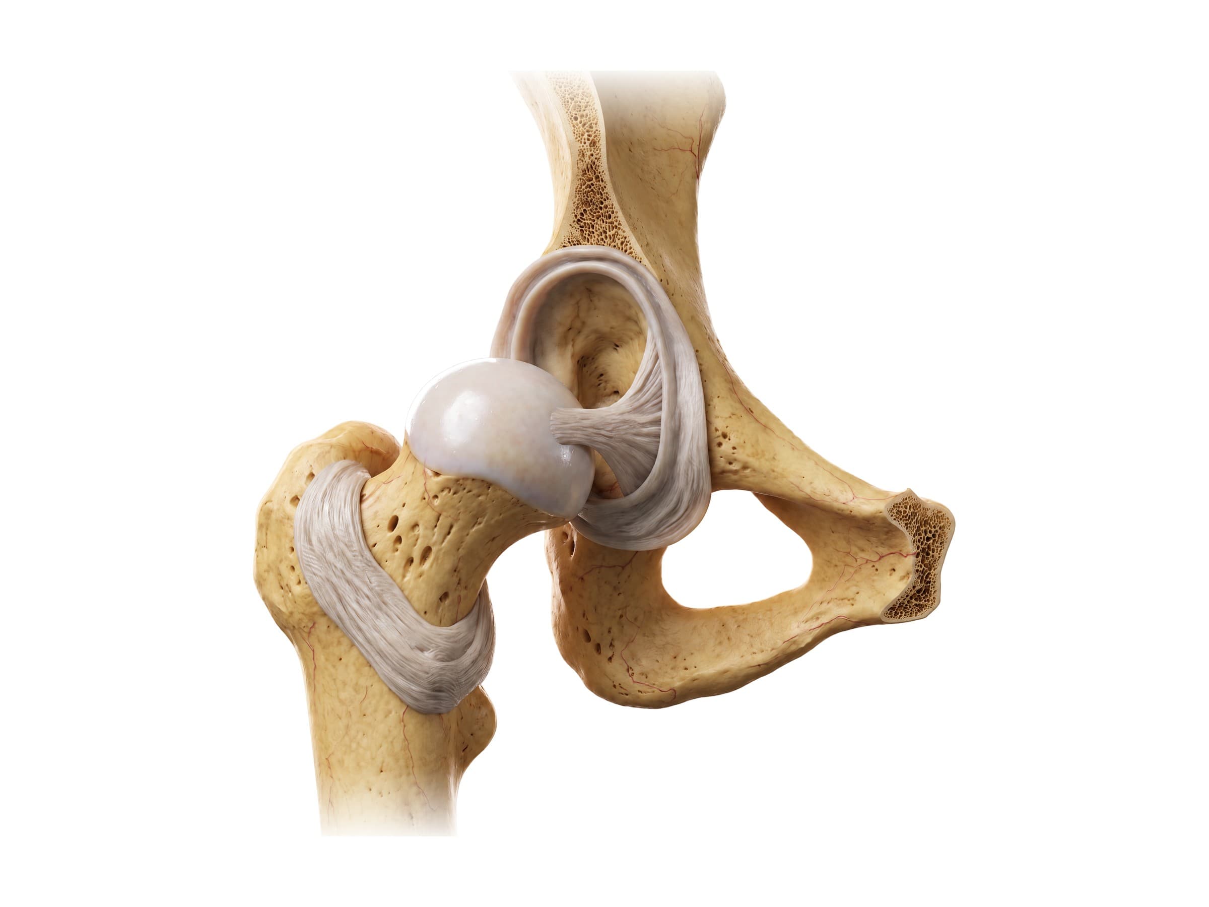 Inside the hip joint (right hip): acetabulum, acetabular labrum, femoral head and ligamentum teres