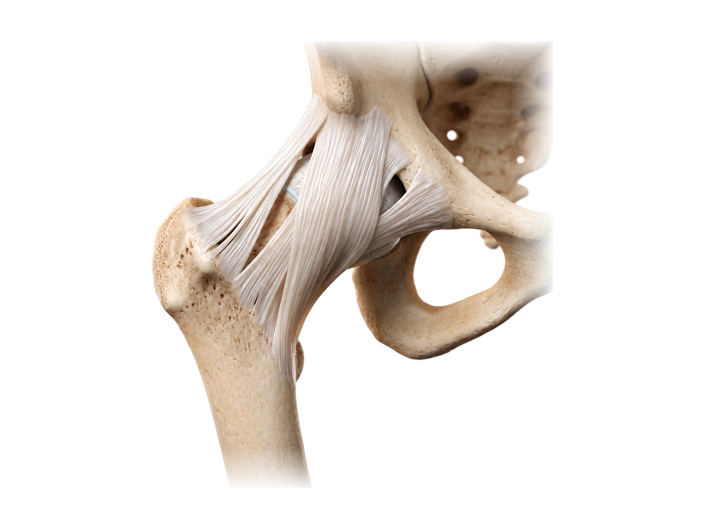 Hip ligaments from the front (right hip): iliofemoral (Y) ligament and pubofemoral ligament