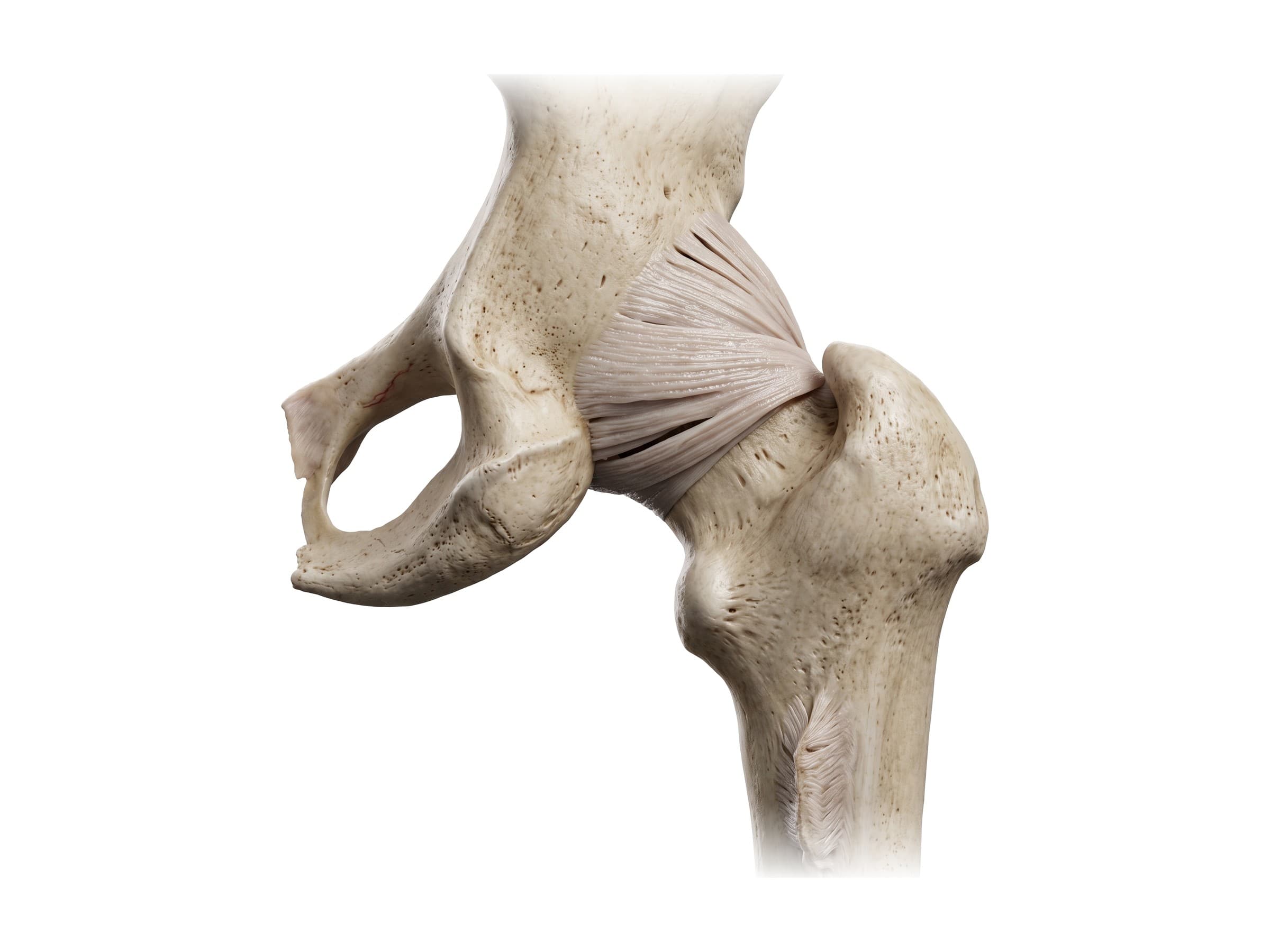 Hip ligaments from behind (right hip): ischiofemoral ligament