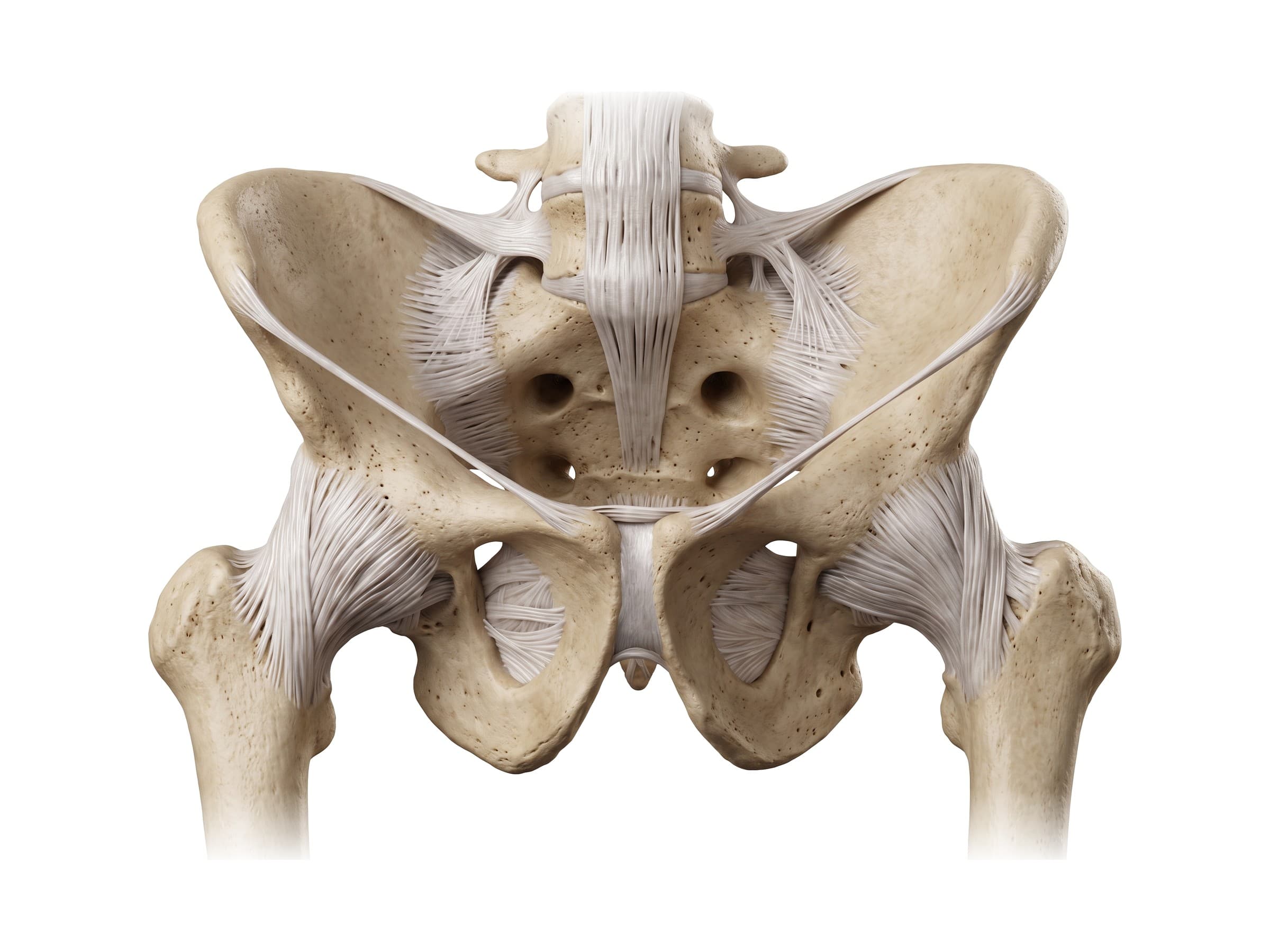 Hip and pelvis bones from the front: ilium, sacrum, pubic symphysis, hip joints and femurs