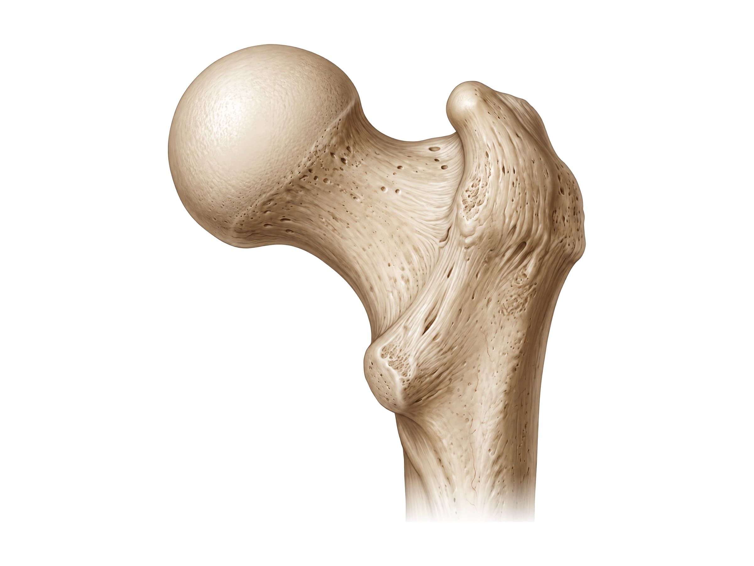 Upper femur (right, from behind): femoral head, femoral neck, greater and lesser trochanter