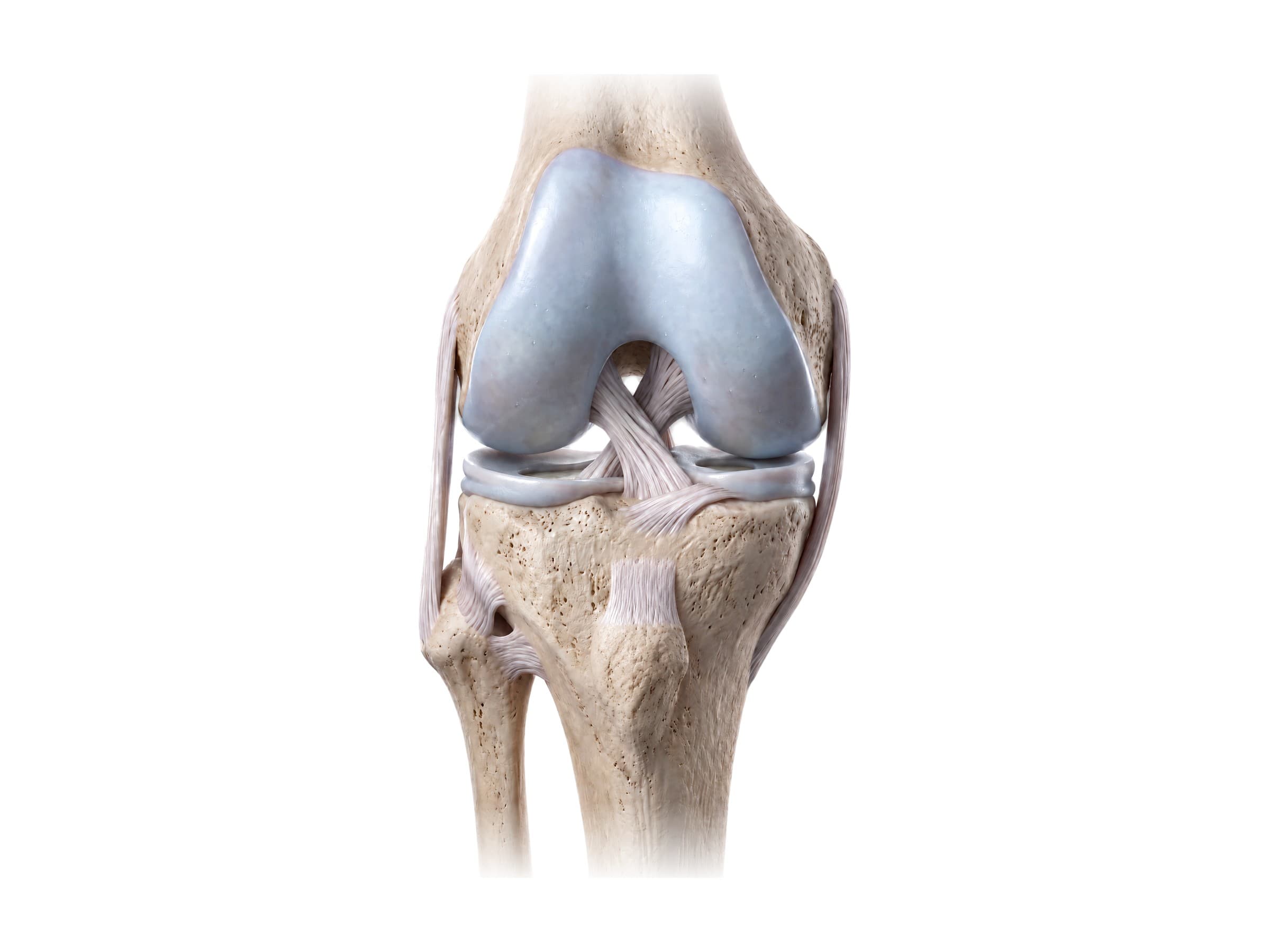Knee diagram labeled (right knee, front view, bent): femur, tibia, fibula, cruciate ligaments and menisci