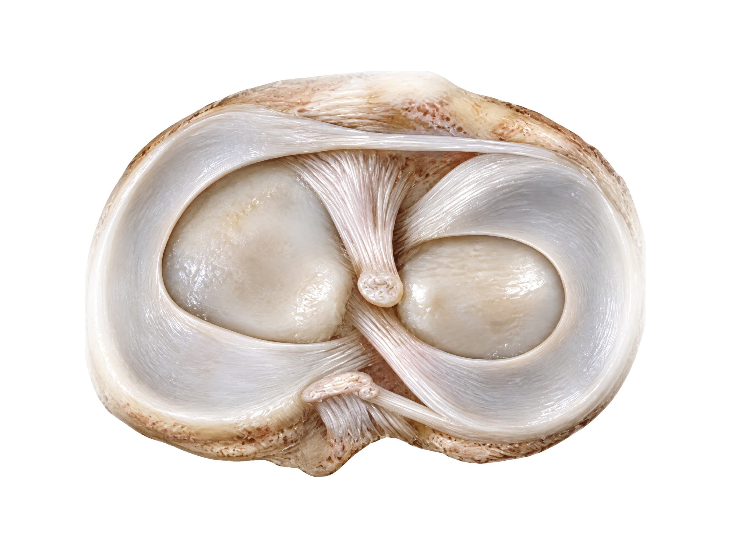 Knee menisci seen from above (right tibia): medial and lateral meniscus with the cruciate ligament attachments