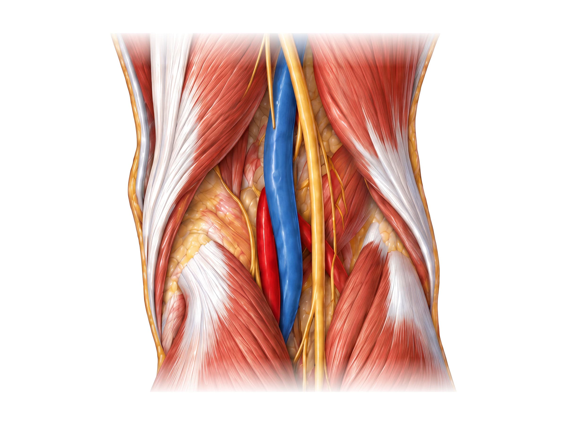 Back of the knee (right knee): popliteal fossa with hamstrings, popliteal artery, vein and tibial nerve