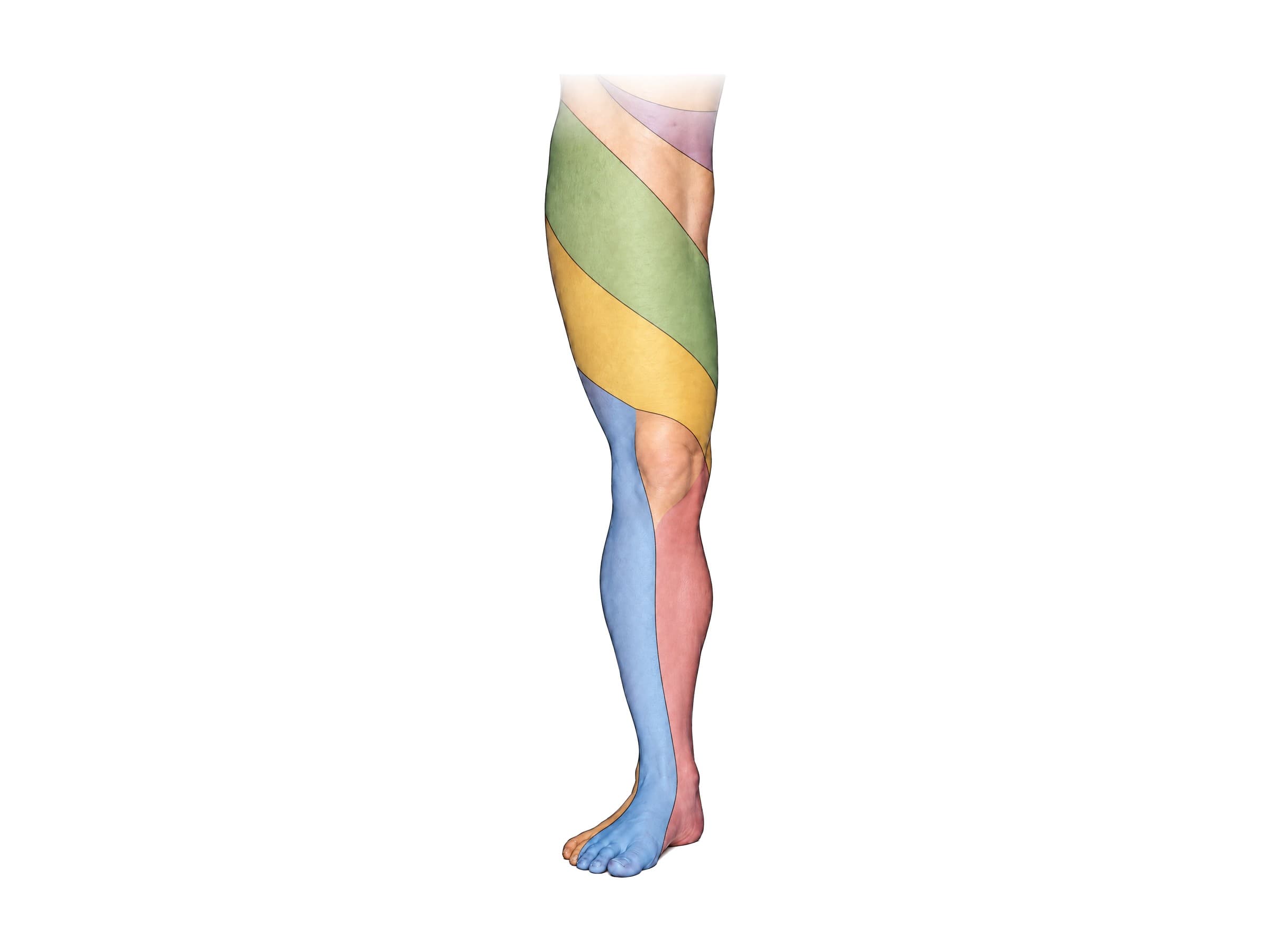 Leg dermatomes (front of right leg): L1, L2, L3, L4, L5 and S1 dermatome map
