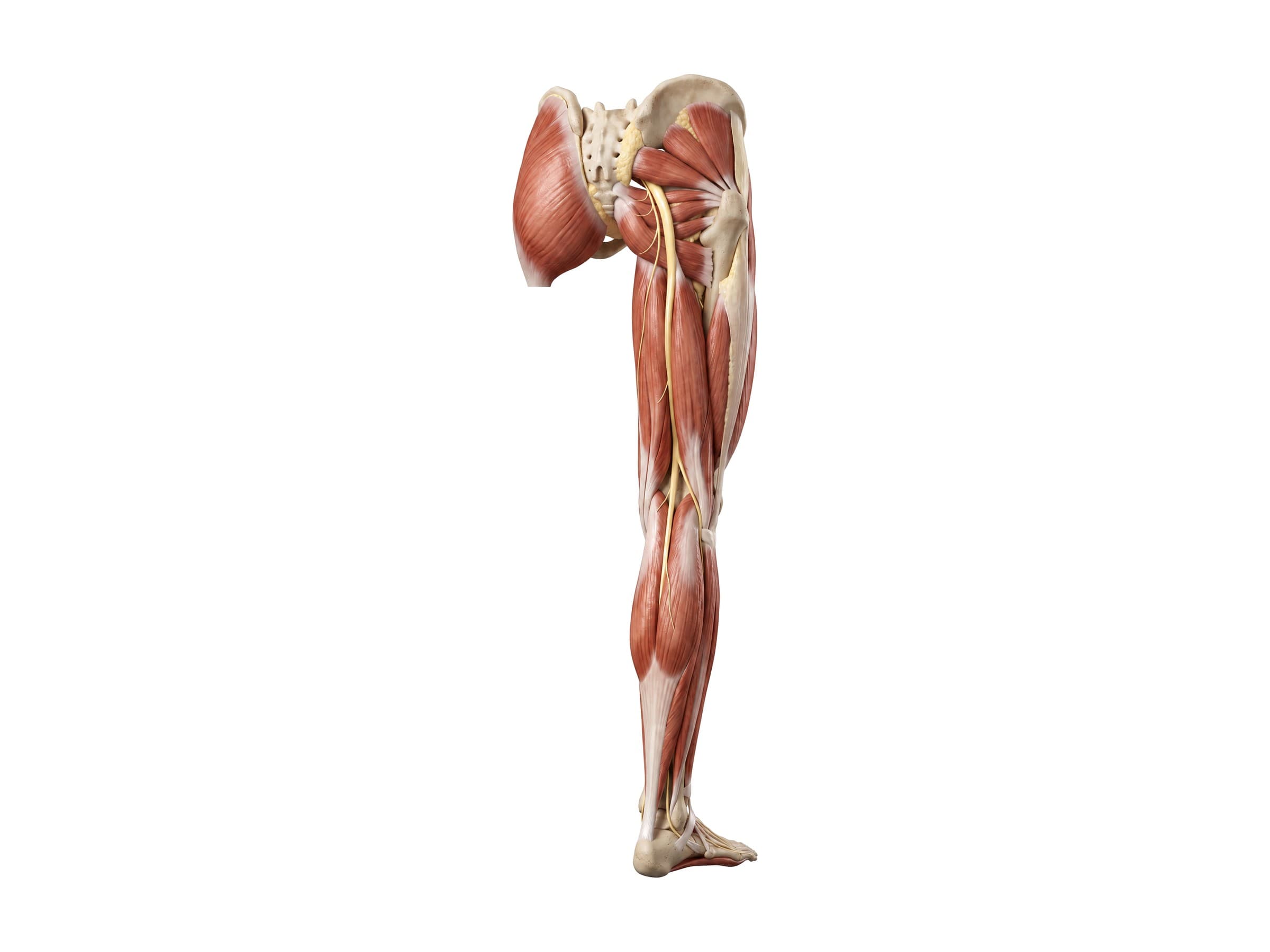 Sciatic nerve and tibial nerve (right leg, back view) with the gluteus maximus cut