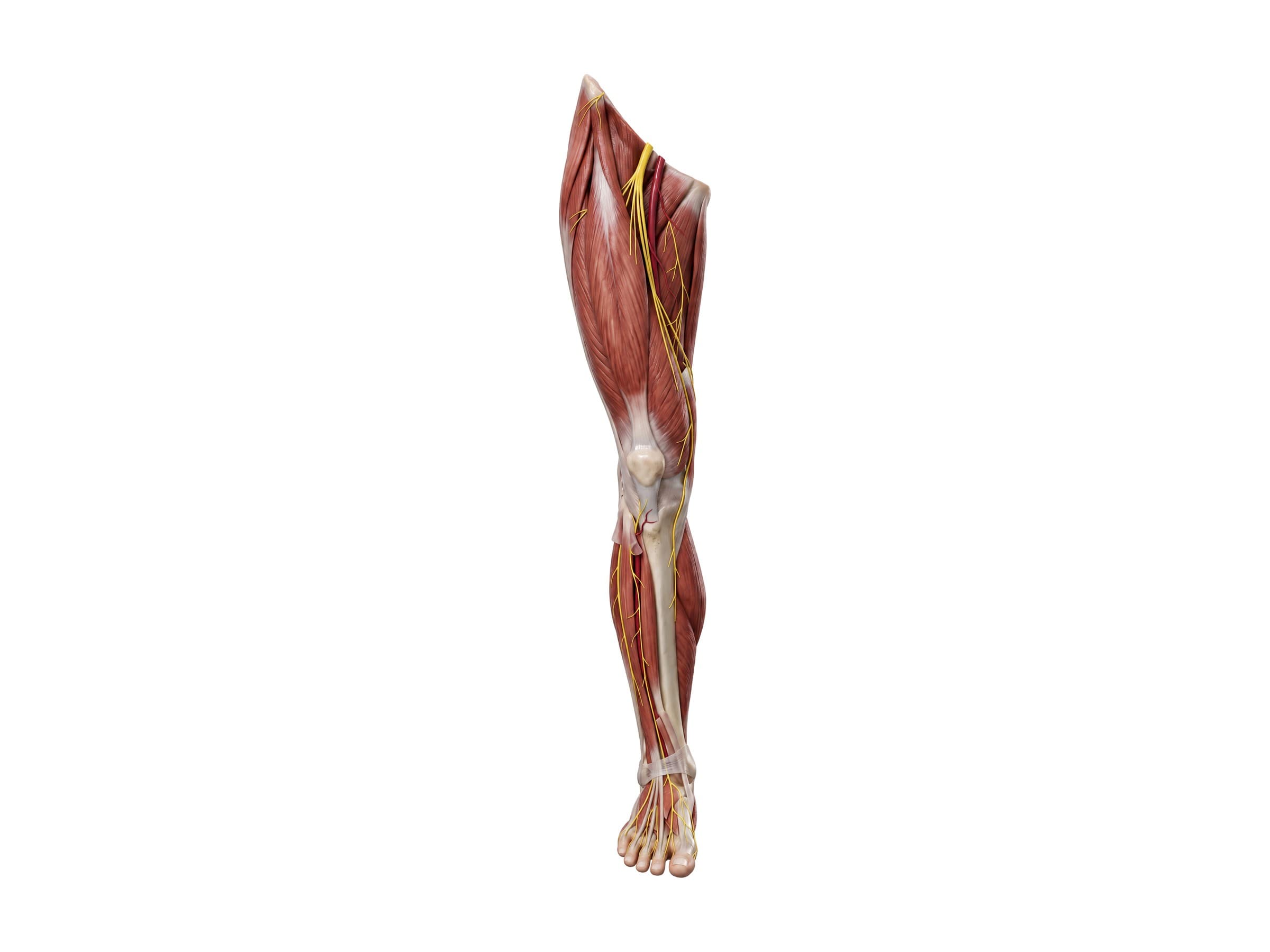 Nerves of the leg (right leg, front view): femoral, saphenous and deep peroneal nerves