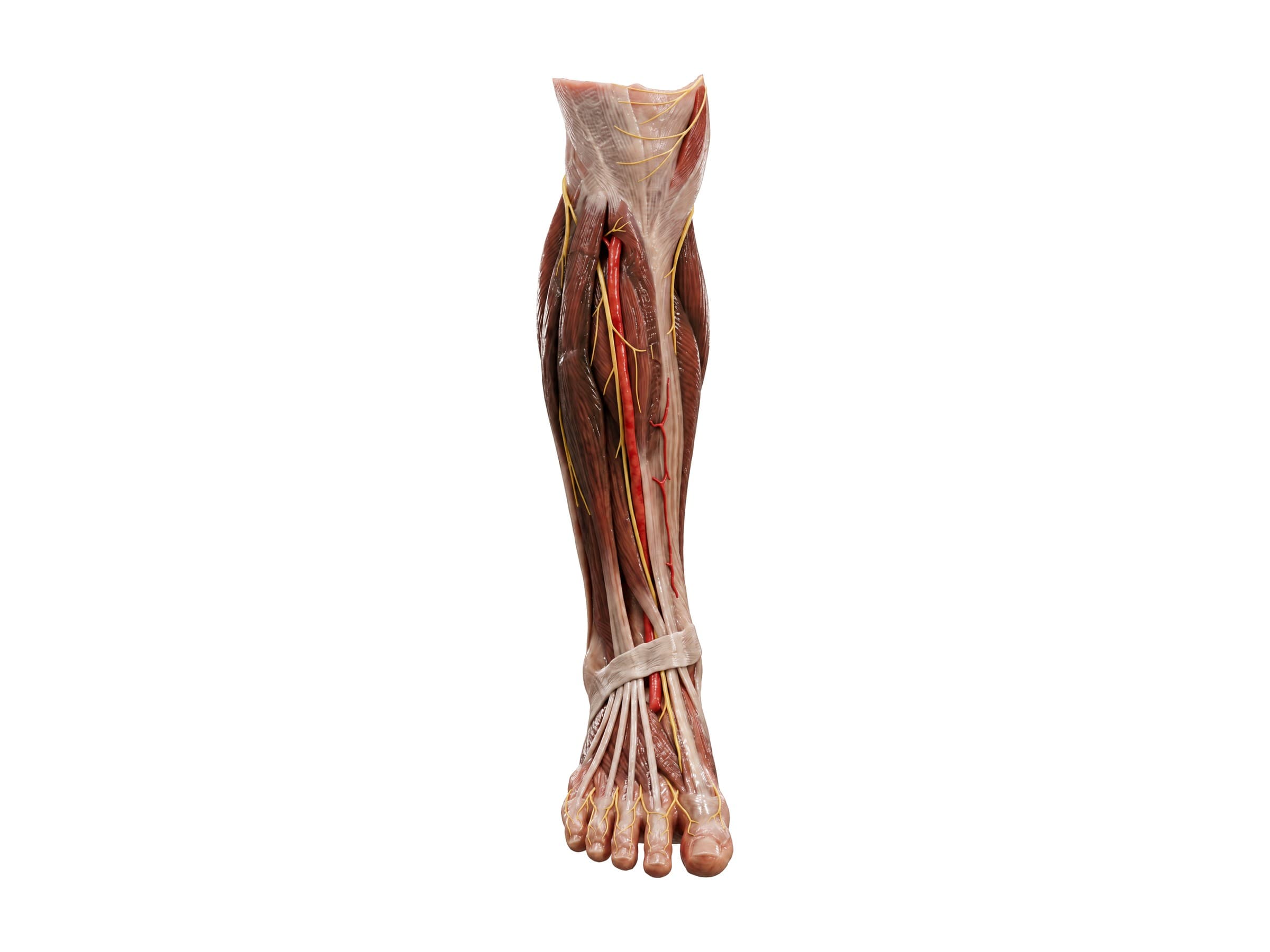 Deep peroneal nerve and anterior tibial artery in the front of the lower leg