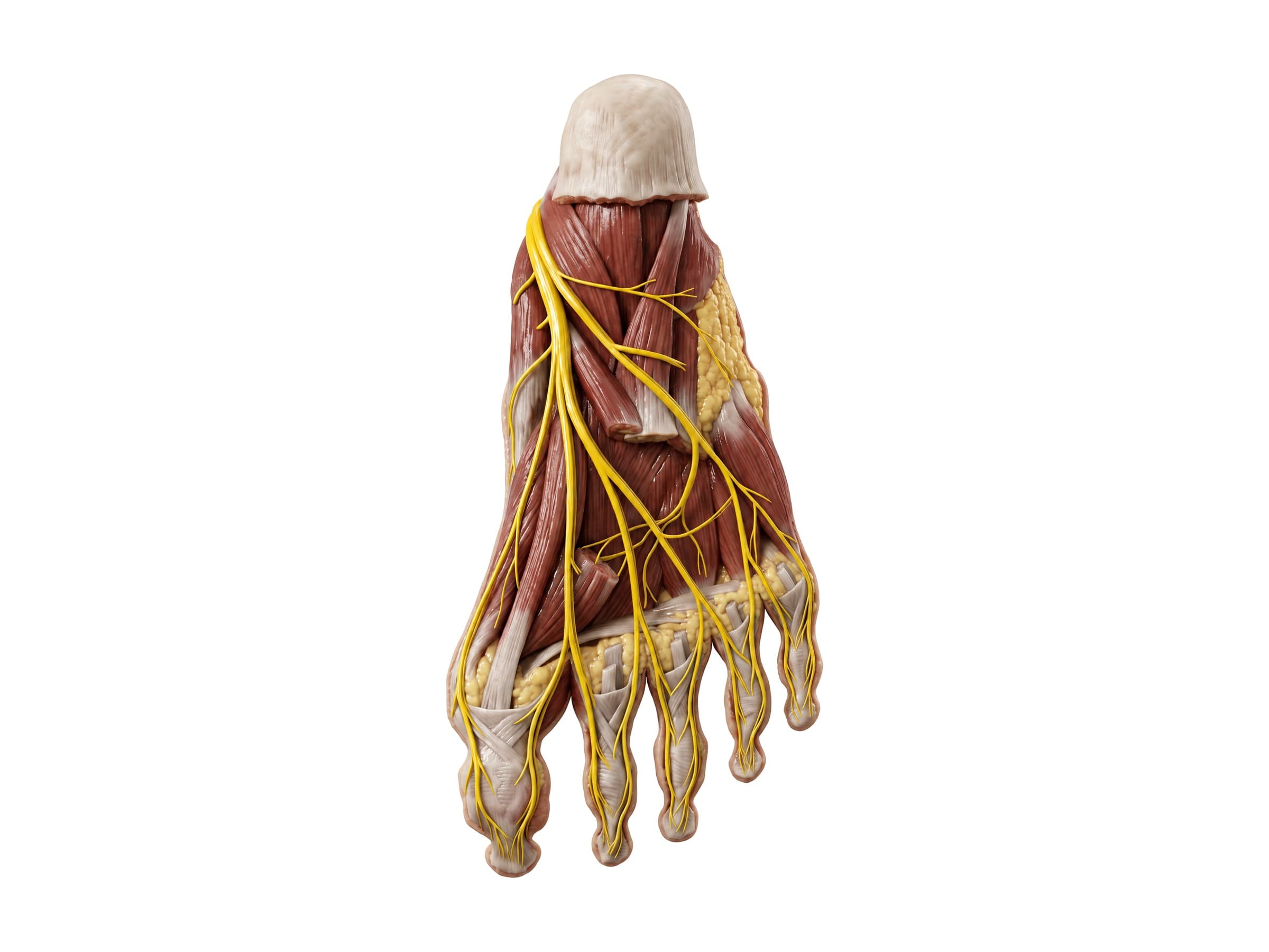 Plantar nerves of the foot (sole view): medial and lateral plantar nerves and digital branches