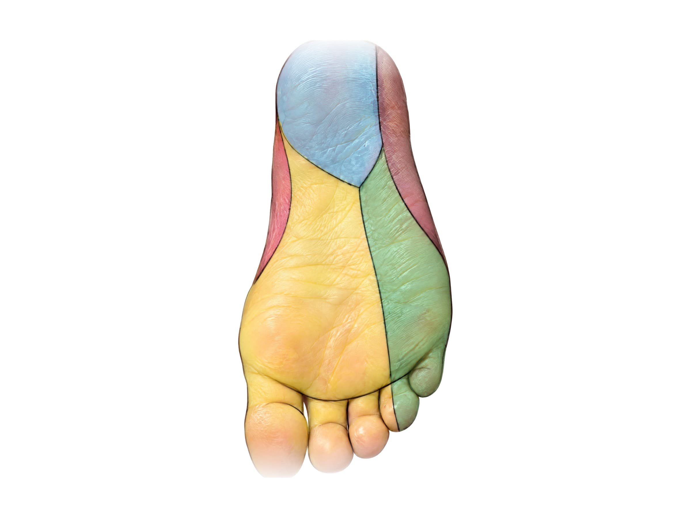 Nerves of the sole of the foot: tibial, sural, saphenous, medial and lateral plantar skin territories
