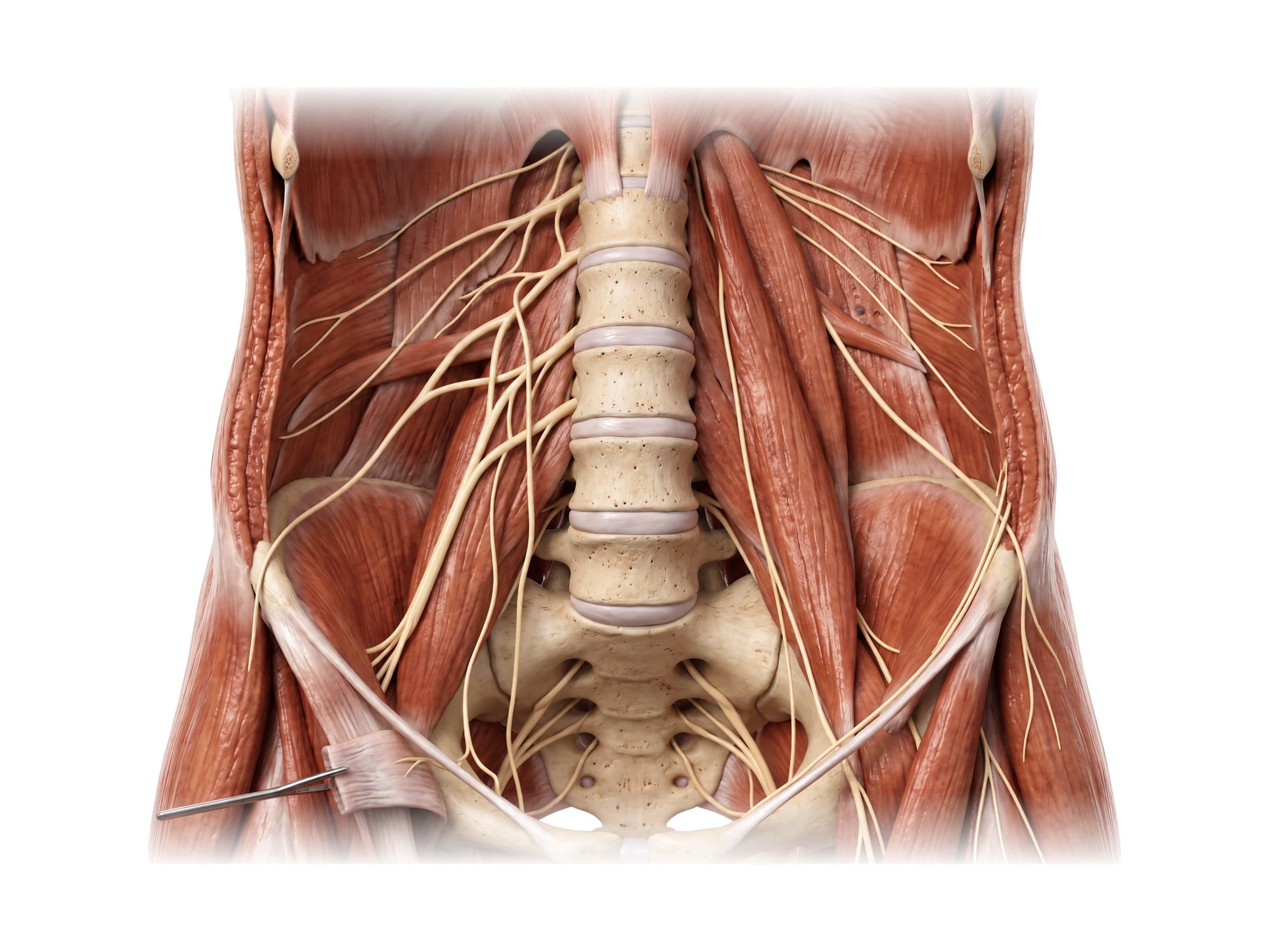 Lumbar plexus (front view): nerves from L1 to L4 alongside the lumbar spine and psoas major
