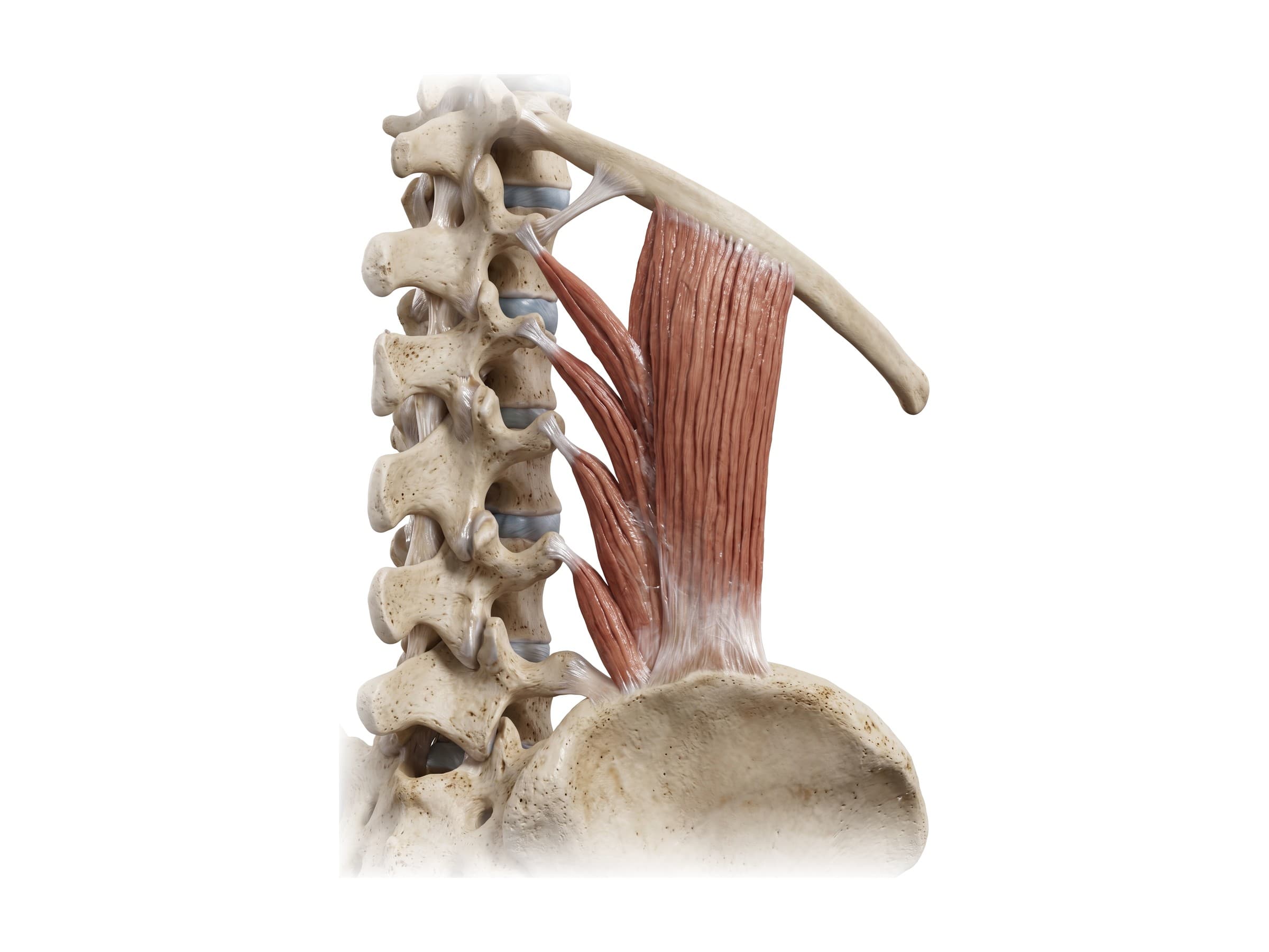 Lumbar spine anatomy: L1 to L5 vertebrae with the twelfth rib, quadratus lumborum and ilium