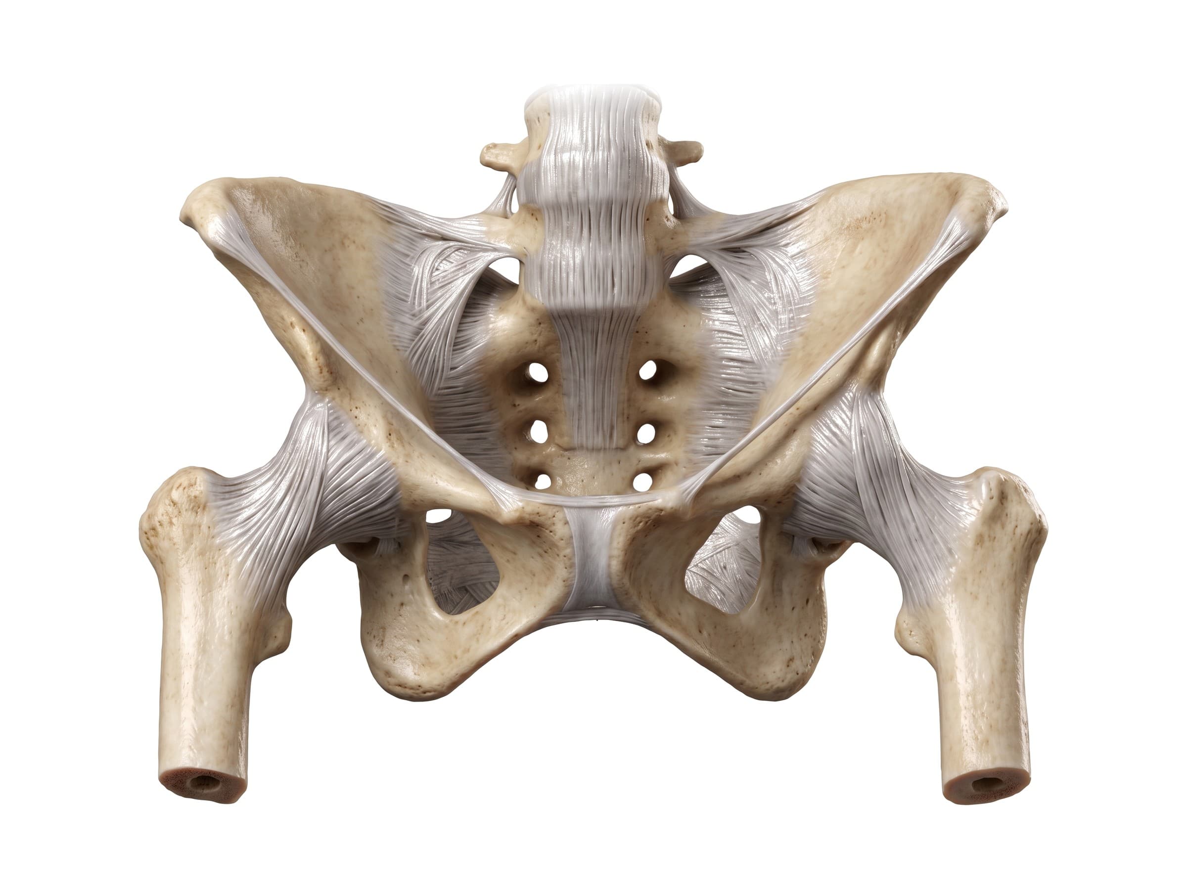 Lumbosacral junction and pelvic ligaments (front view): L4 vertebra, iliolumbar ligament and sacrum