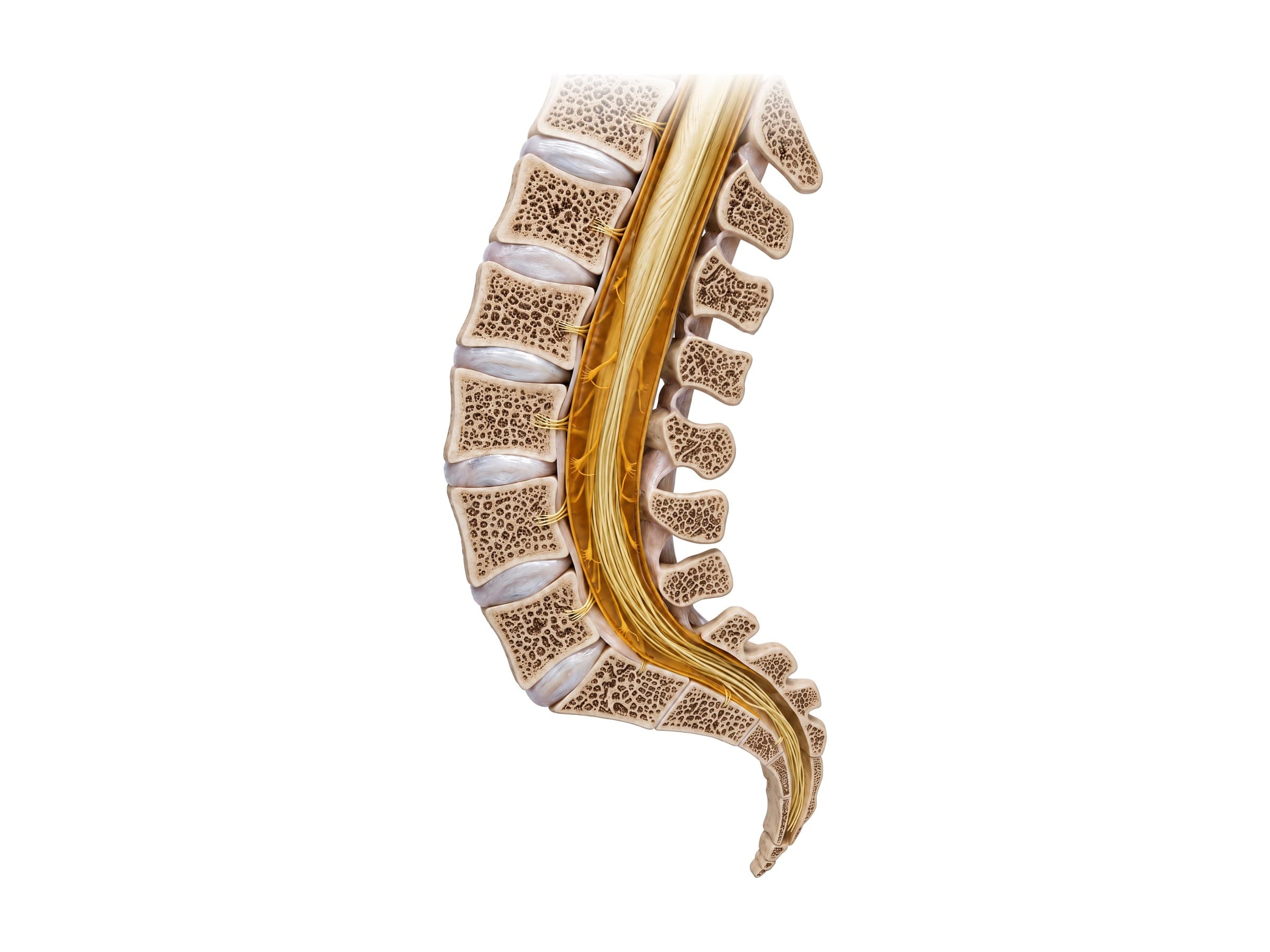 Lumbosacral spine (midline section): L1 to L5, the L5-S1 disc, sacrum, coccyx and cauda equina