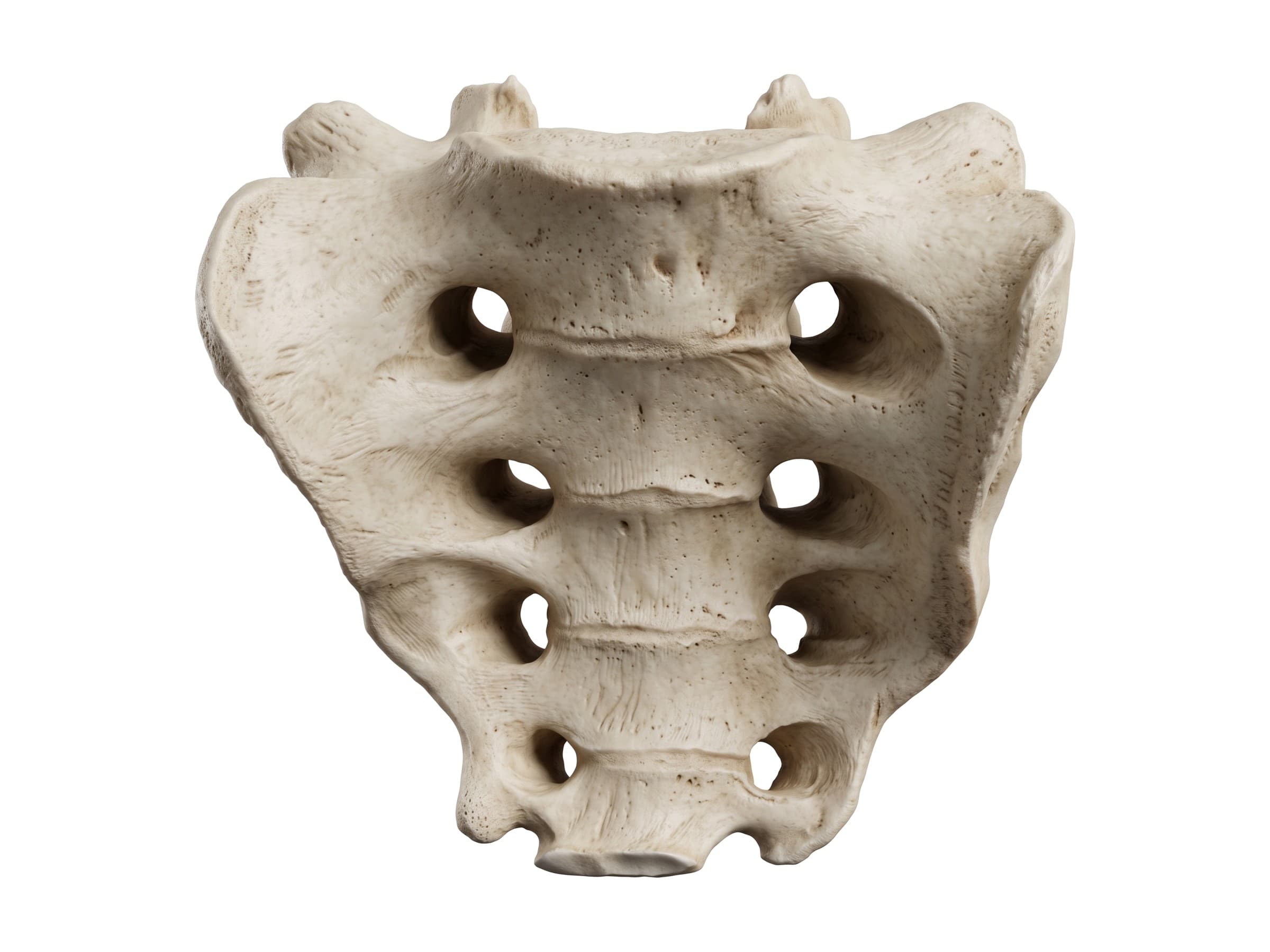 Sacrum labeled (front view): sacral promontory, ala, body of S1 and anterior sacral foramina