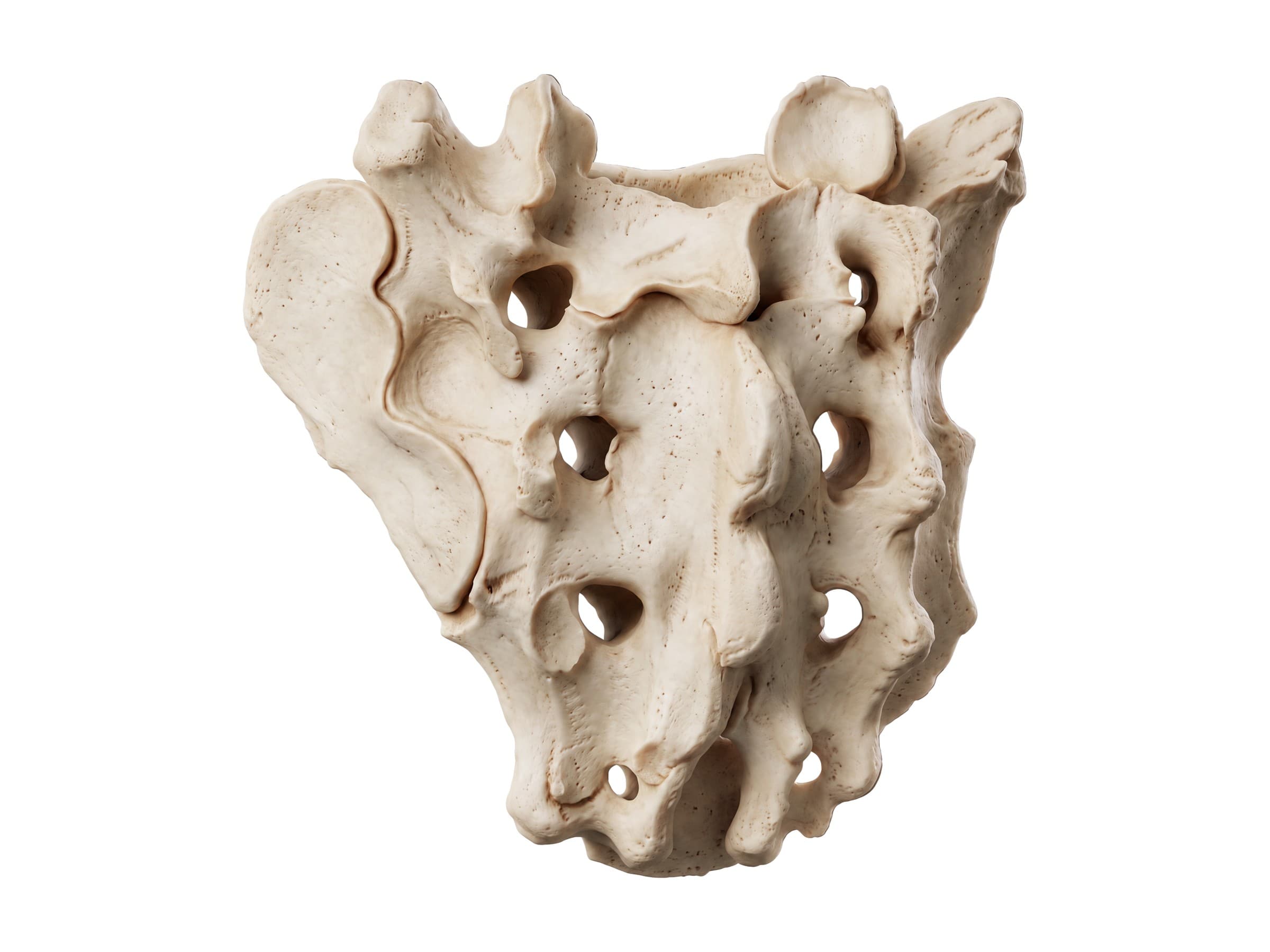 Sacrum (back view): median sacral crest, posterior sacral foramina and superior articular processes