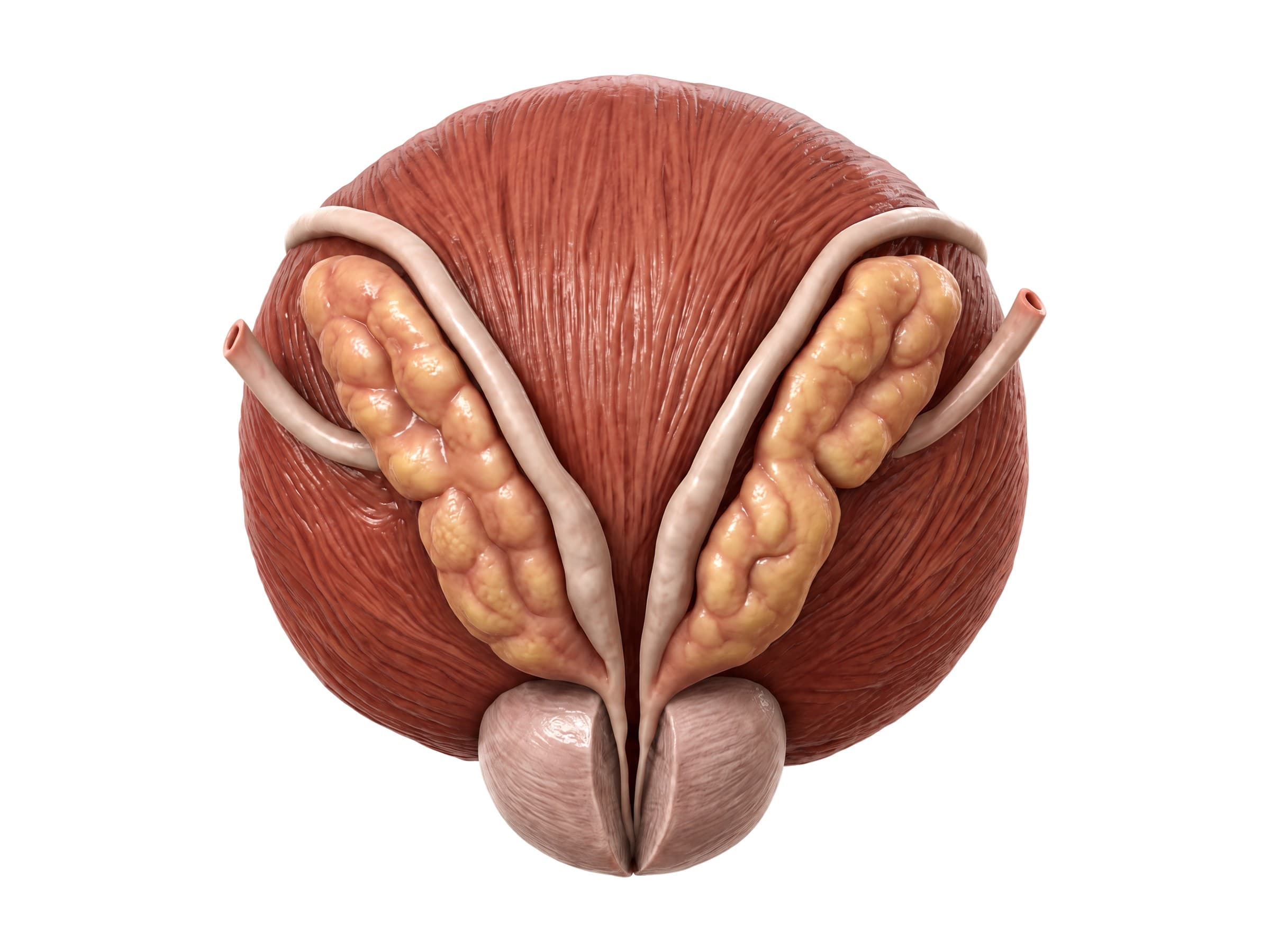Seminal vesicles and prostate from behind: bladder, vas deferens, ampulla, ureters and ejaculatory ducts