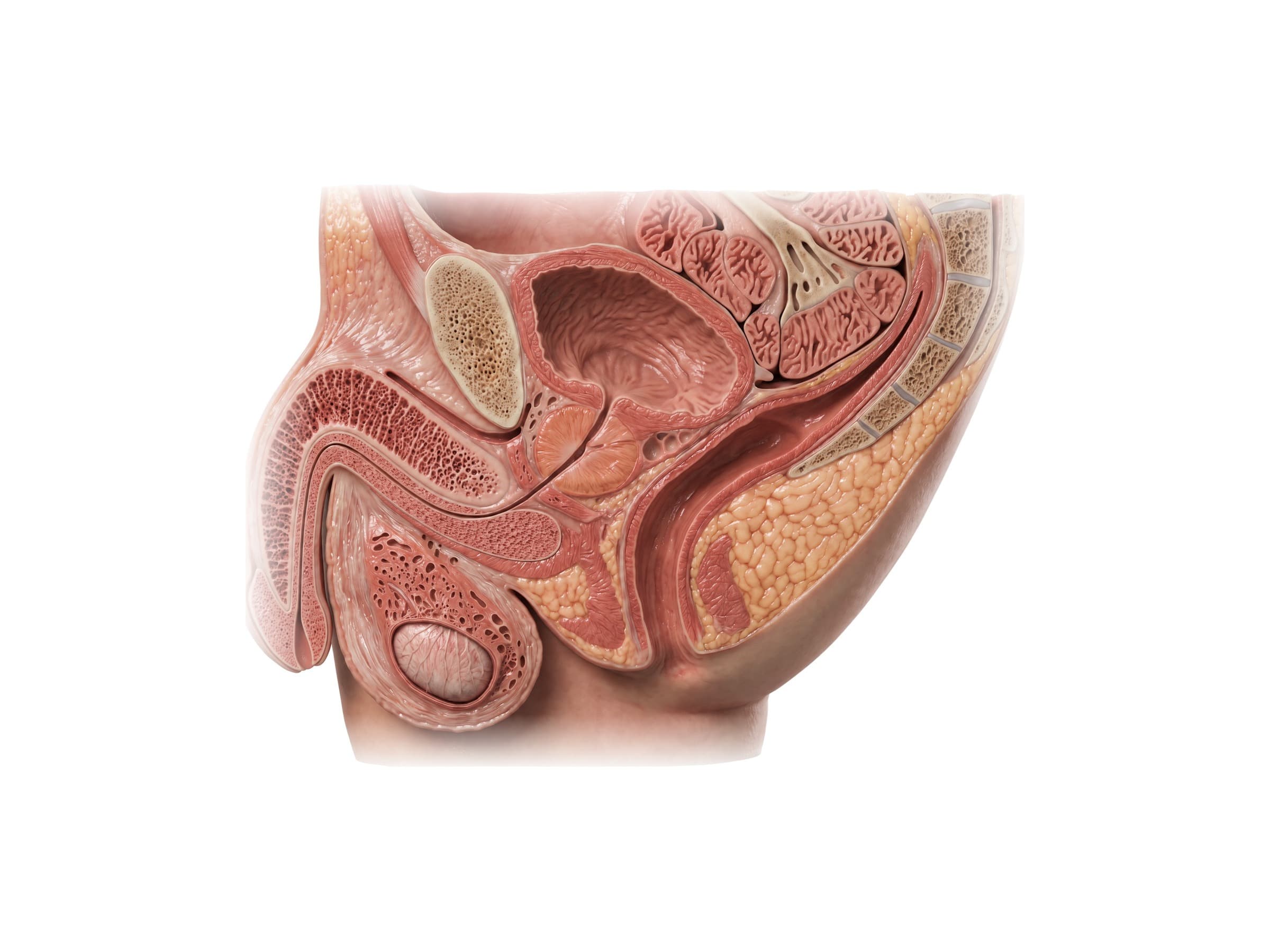 Male reproductive system diagram, midsagittal section (side view): prostate, bladder, urethra, testis and rectum