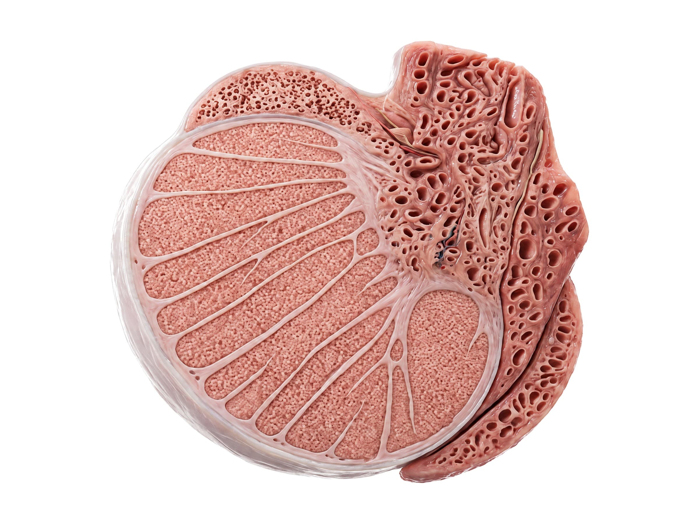 Testis cross section: lobules, septa, mediastinum testis, tunica albuginea and the head, body and tail of the epididymis