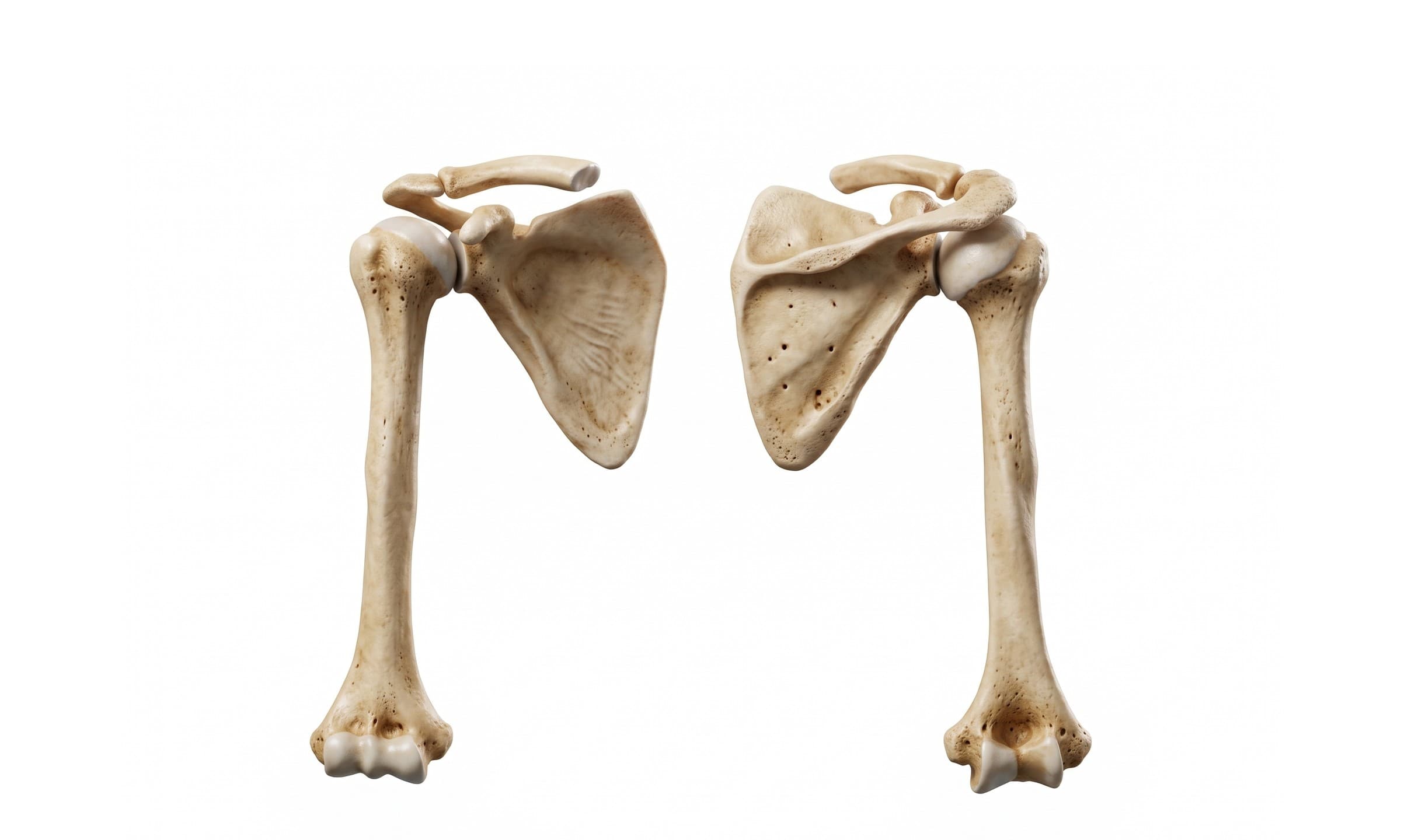 Shoulder bones from the front and back: clavicle, scapula and humerus (right shoulder)