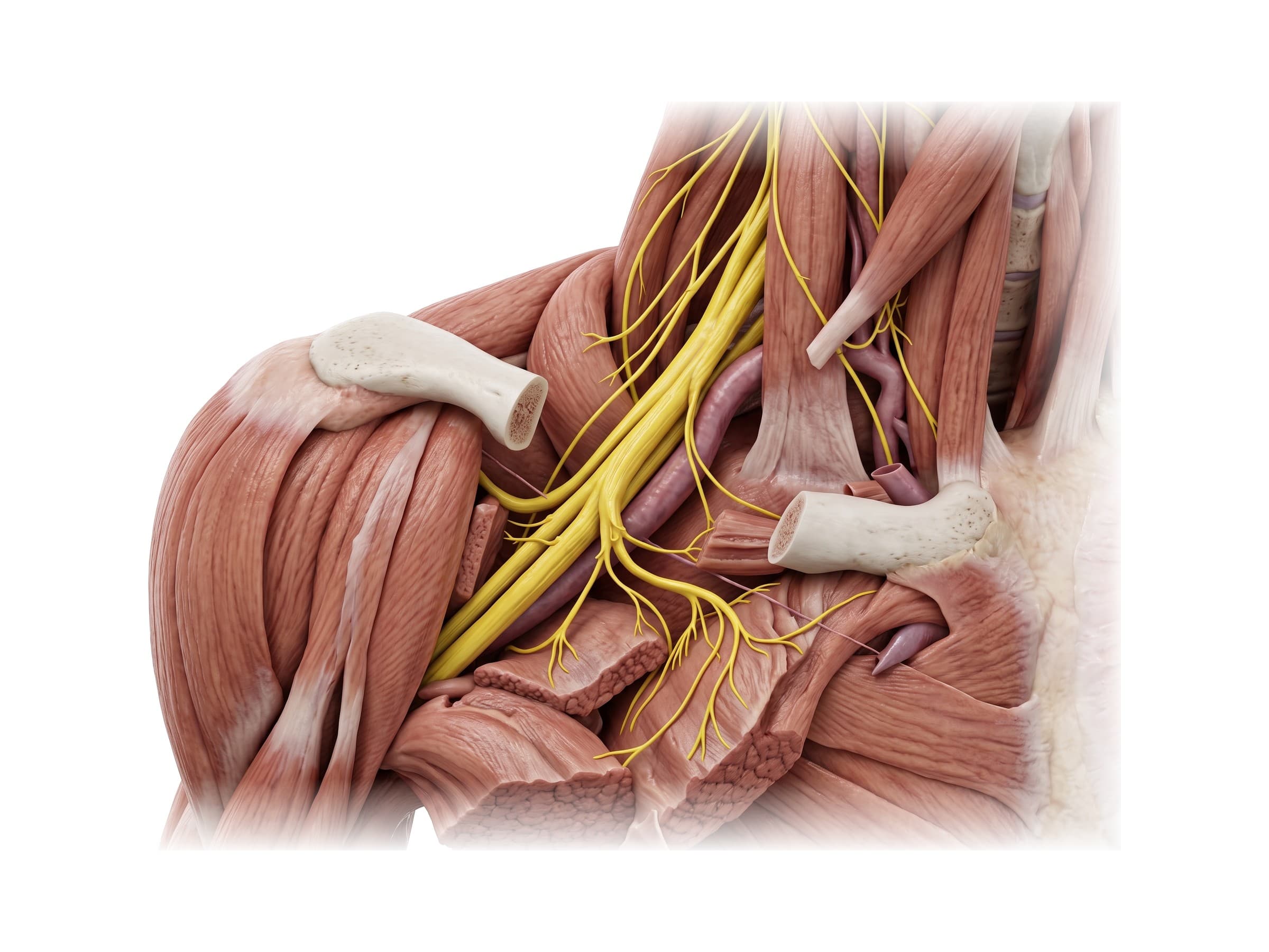 Brachial plexus nerves passing behind the clavicle to the shoulder and arm (right side)