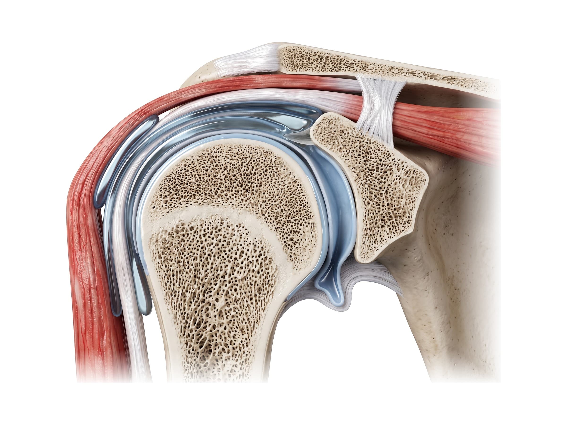 Shoulder joint cross-section showing the rotator cuff tendon, bursa and humeral head