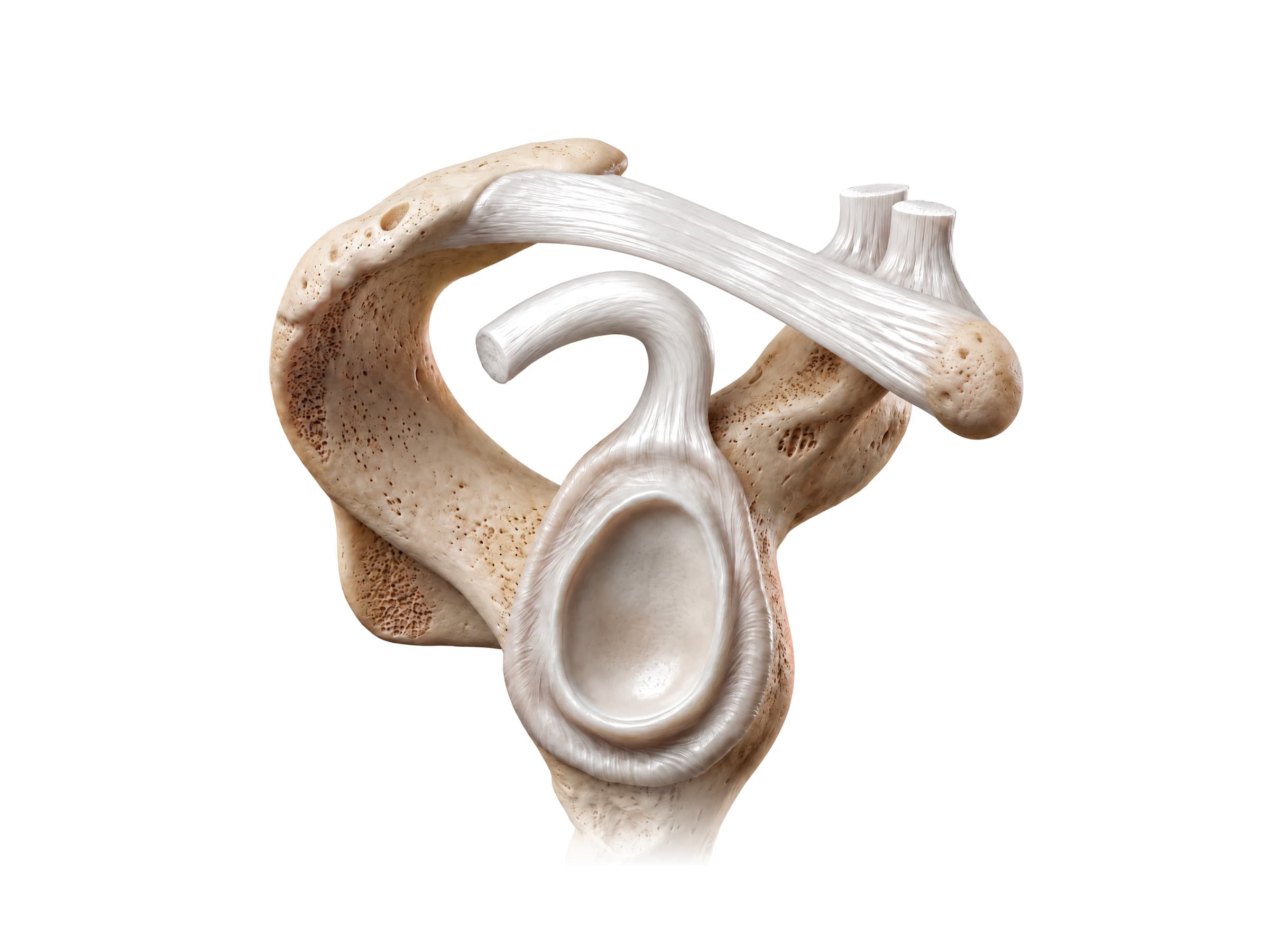 Glenoid labrum and biceps anchor, looking into the right shoulder socket