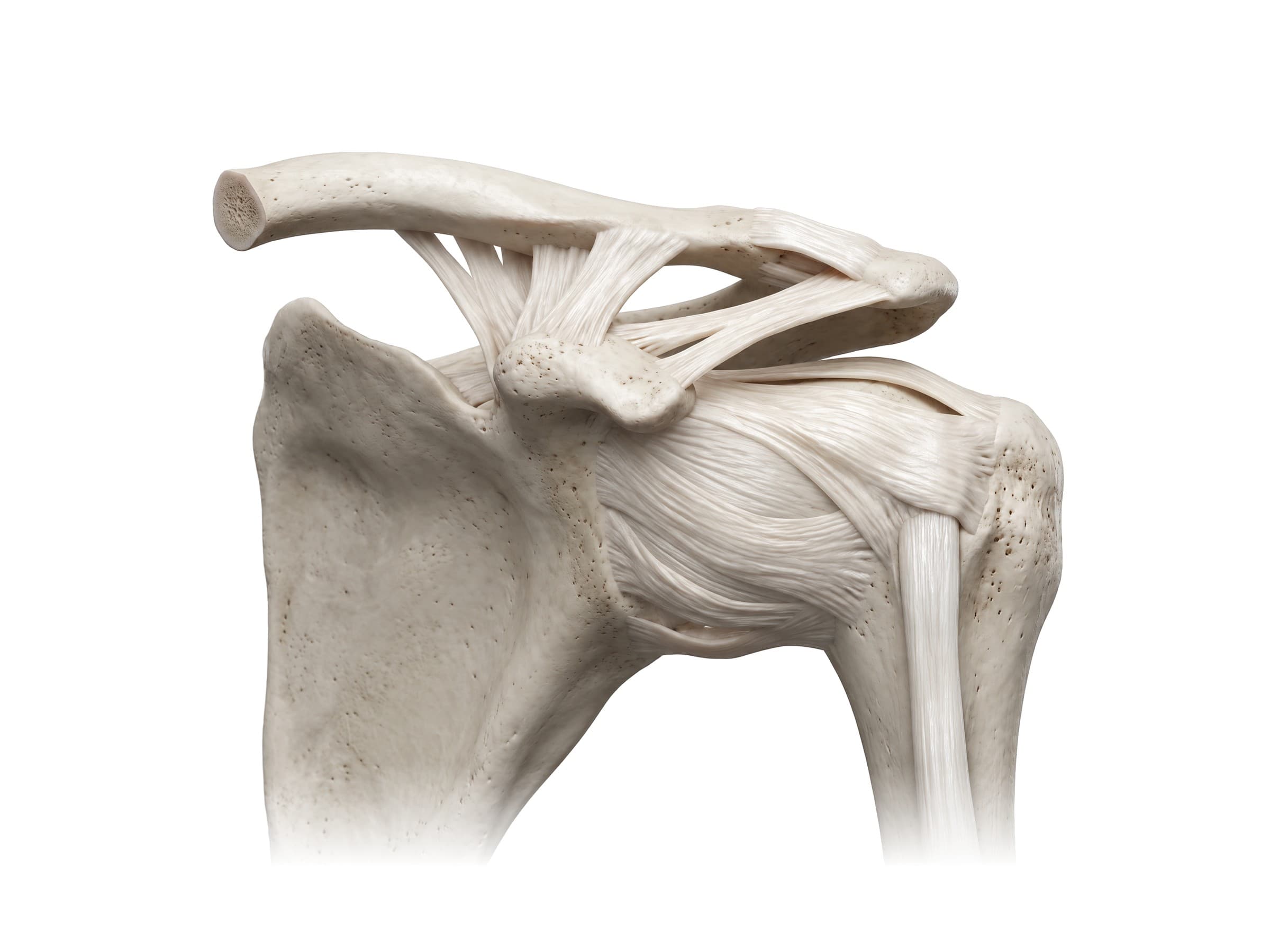 Ligaments of the shoulder joint from the front (left shoulder)