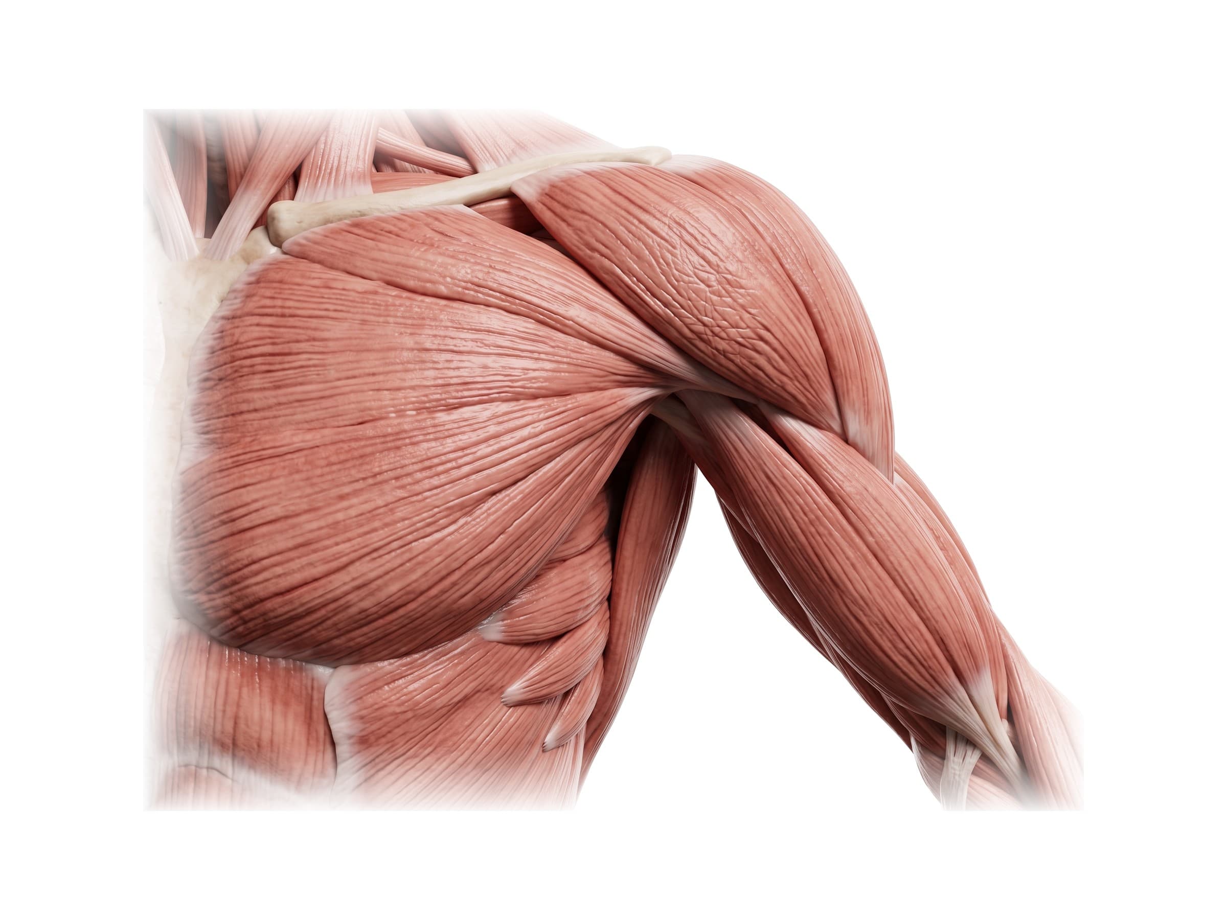 Shoulder muscles from the front: deltoid and pectoralis major (left shoulder)