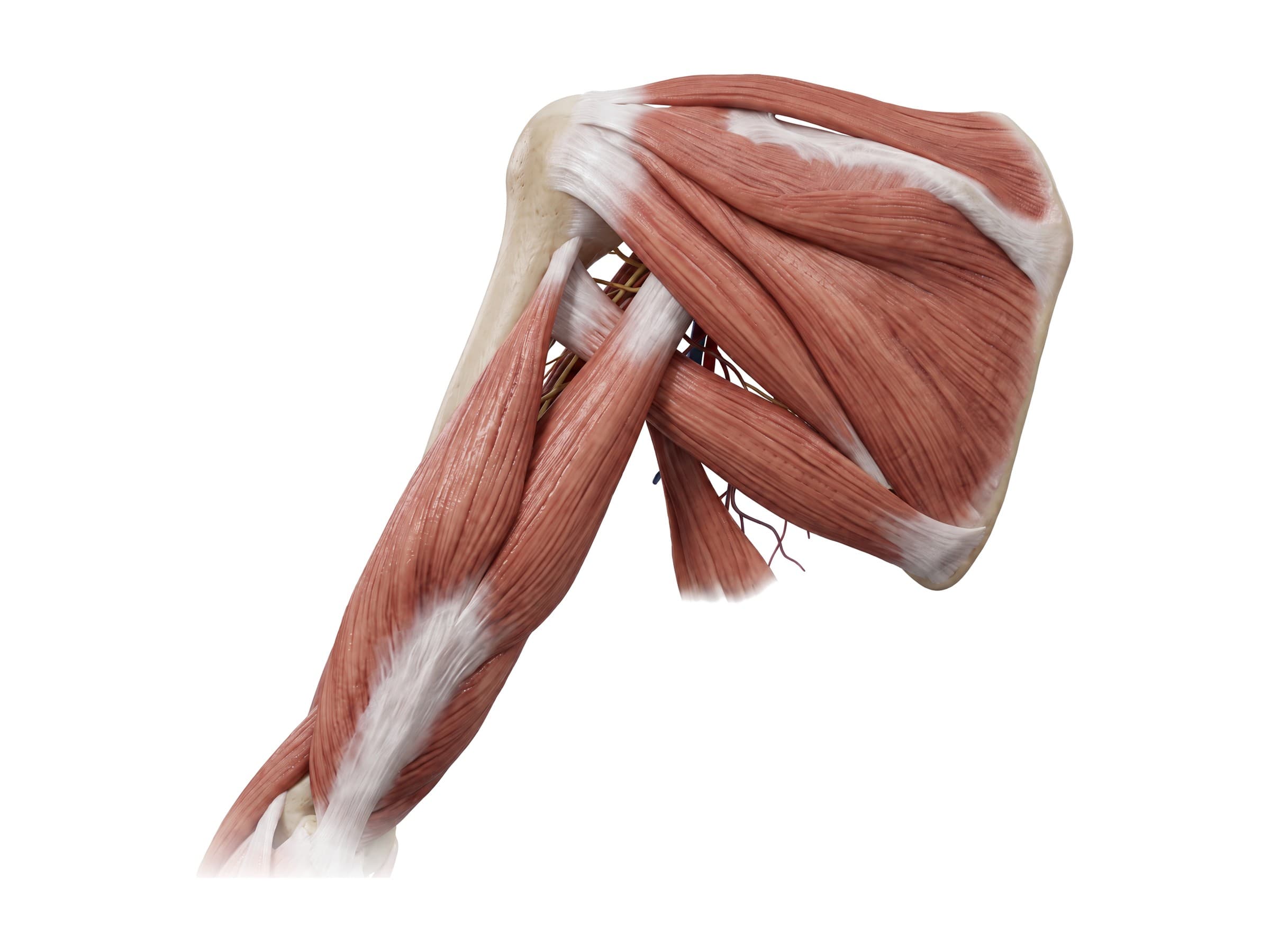 Rotator cuff muscles from behind: supraspinatus, infraspinatus and teres minor (left shoulder)