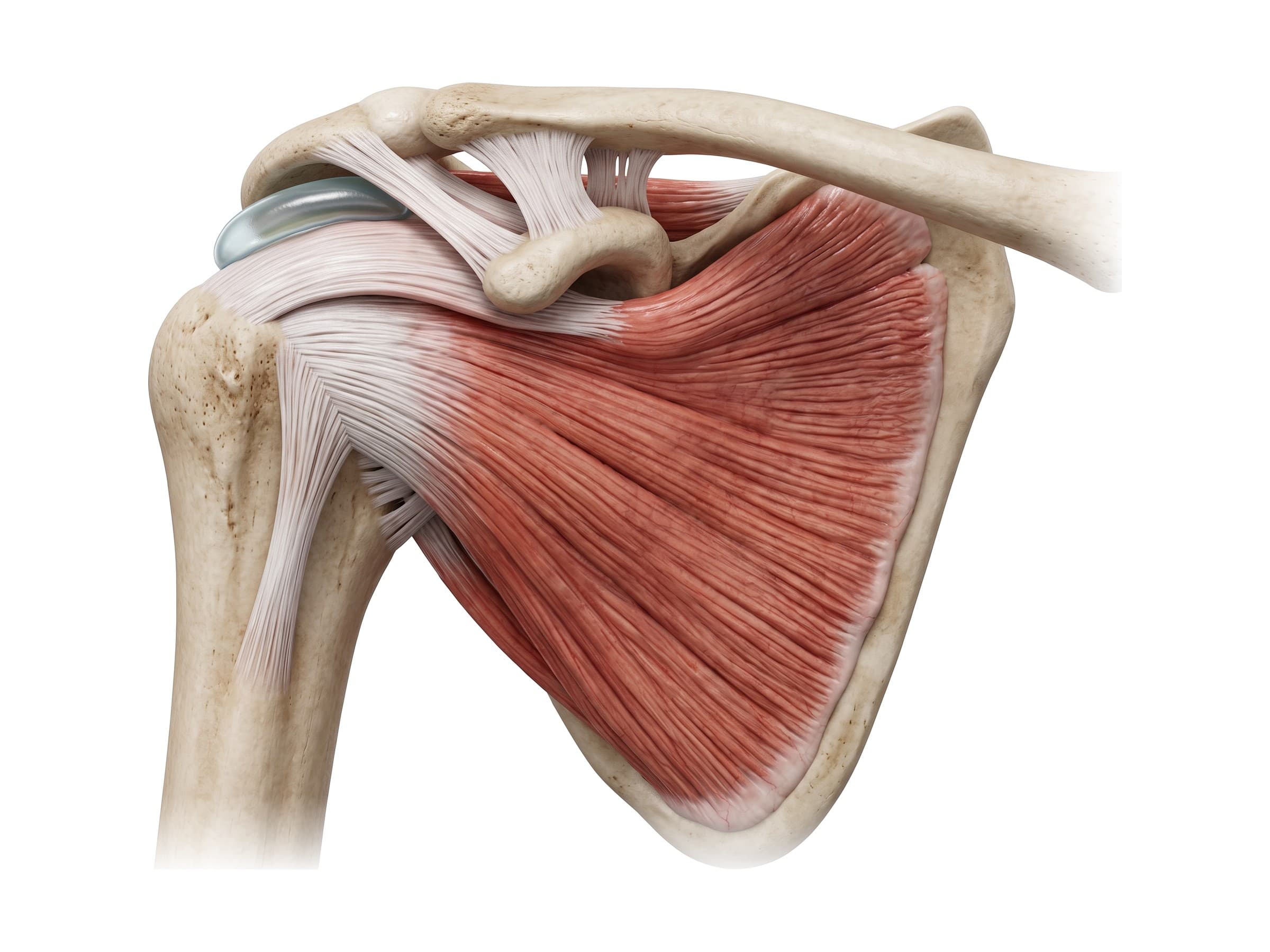 Subscapularis muscle on the front of the scapula (right shoulder)
