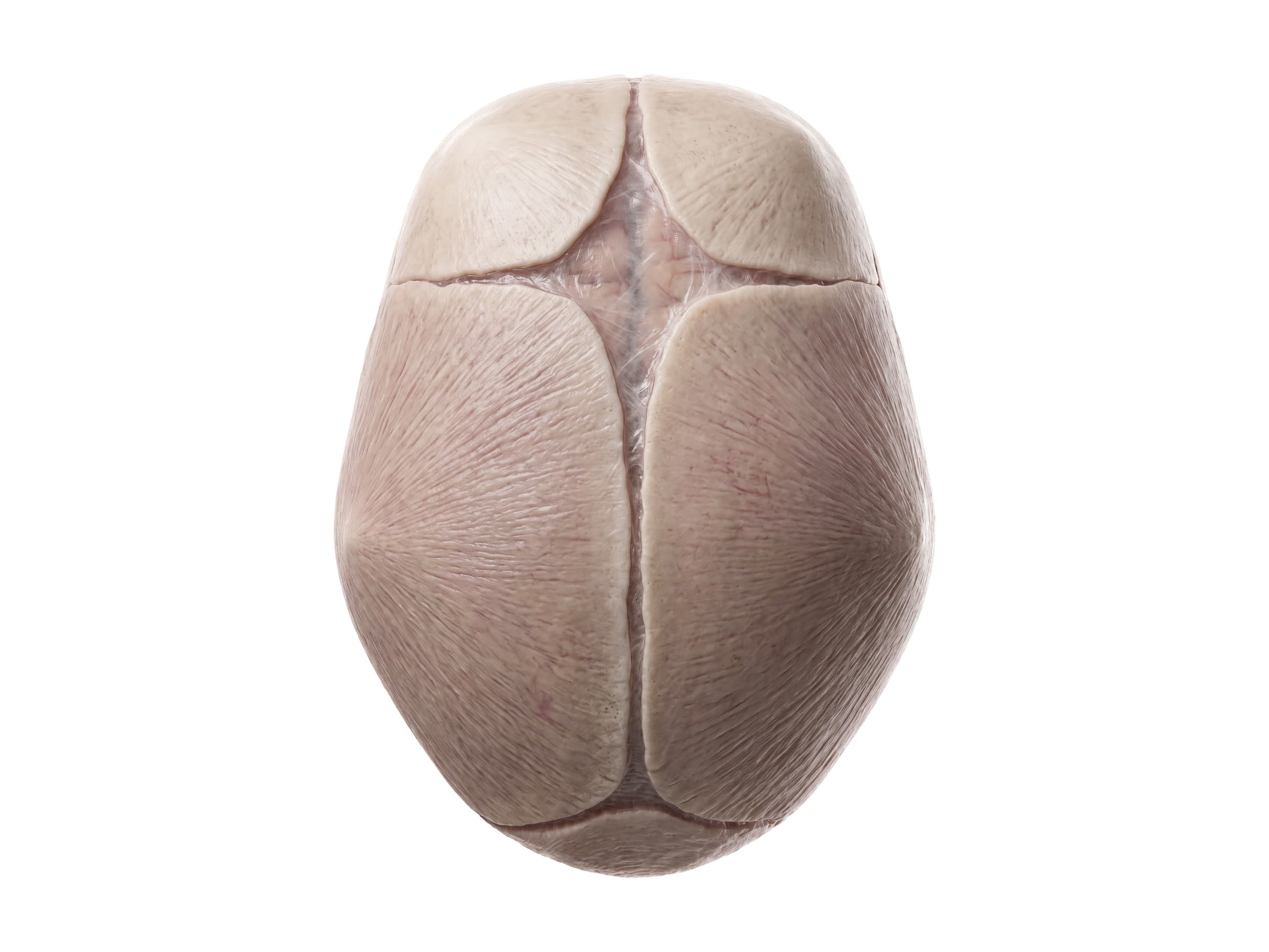 Newborn skull from above: anterior and posterior fontanelles and the skull sutures