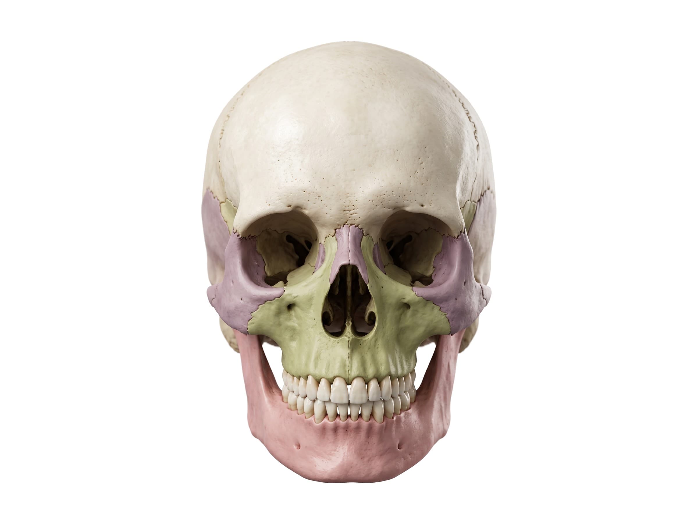 Skull from the front: frontal bone, orbits, nasal bones, zygomatic bones, maxilla and mandible