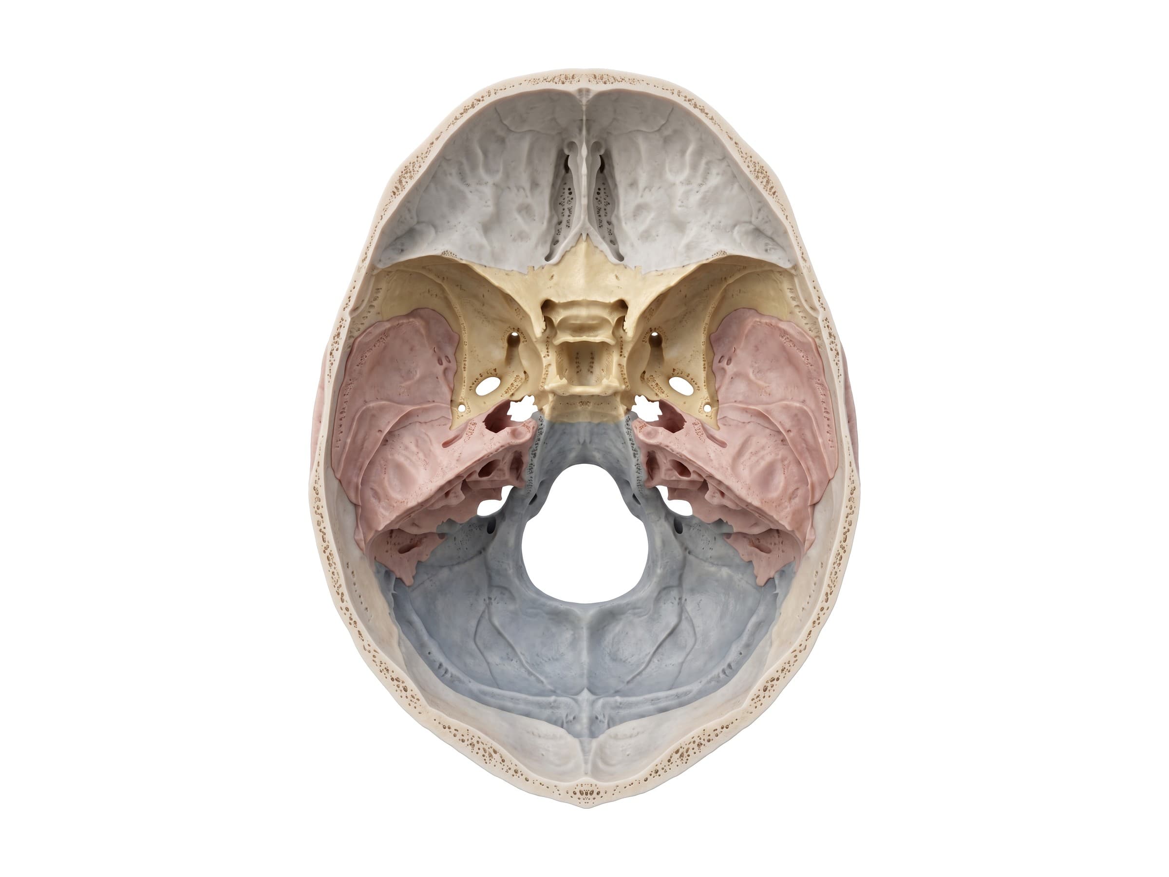 Base of the skull from above: anterior, middle and posterior cranial fossae and the foramina