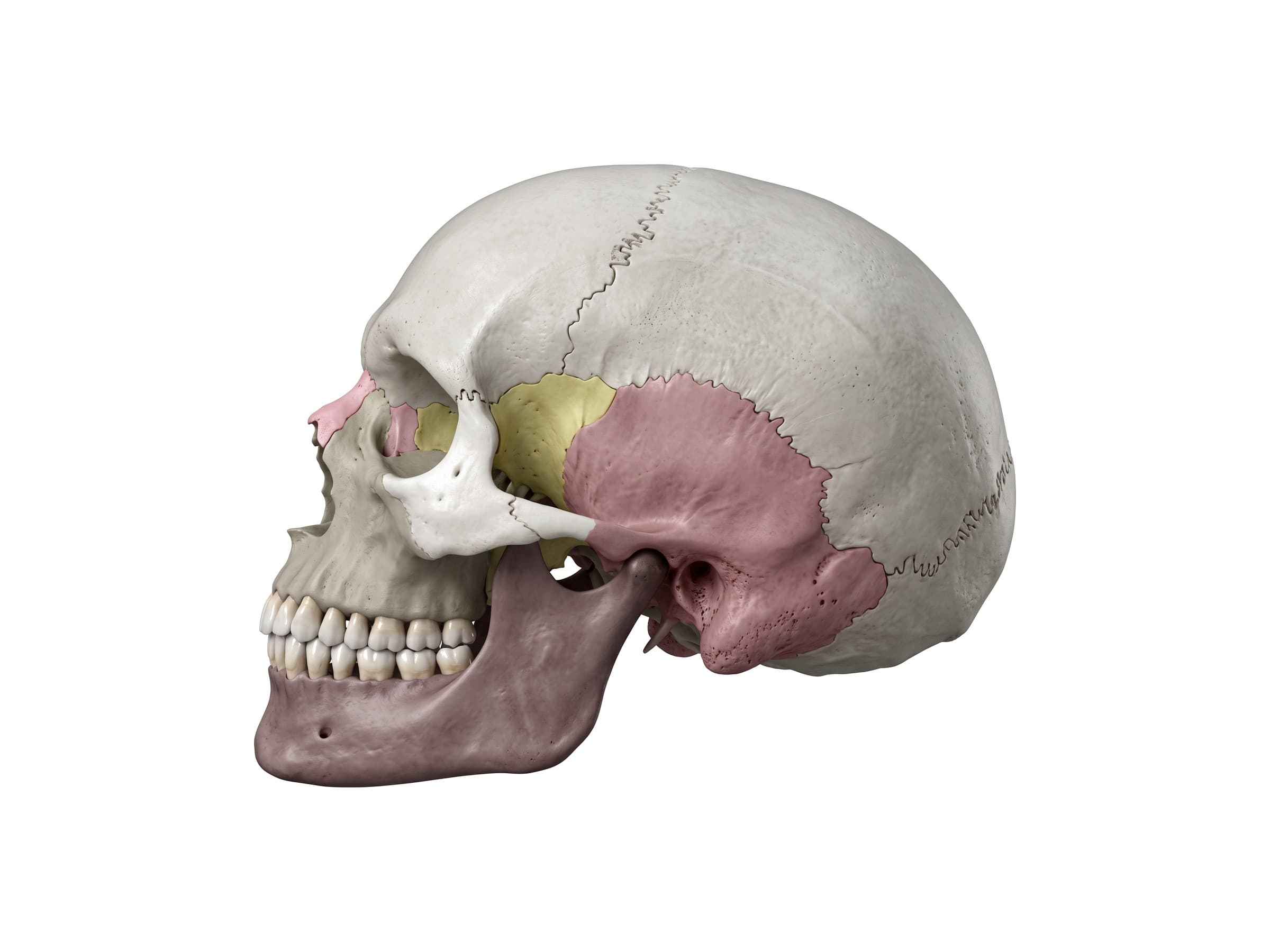 Skull anatomy from the side: frontal, parietal, temporal, sphenoid, occipital bones and sutures (left side)