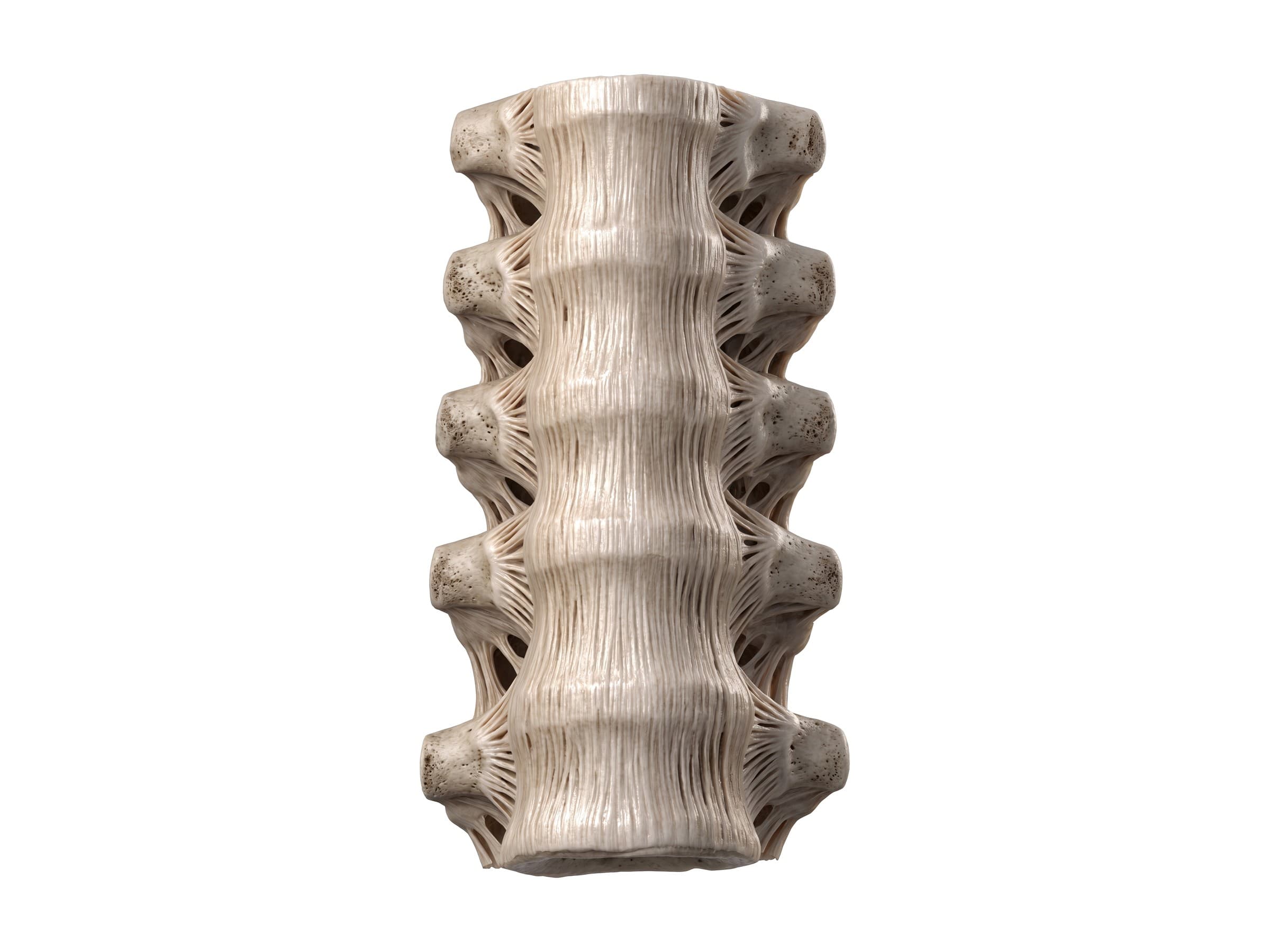 Ligaments of the vertebral column (front view): anterior longitudinal ligament and radiate ligaments of the ribs