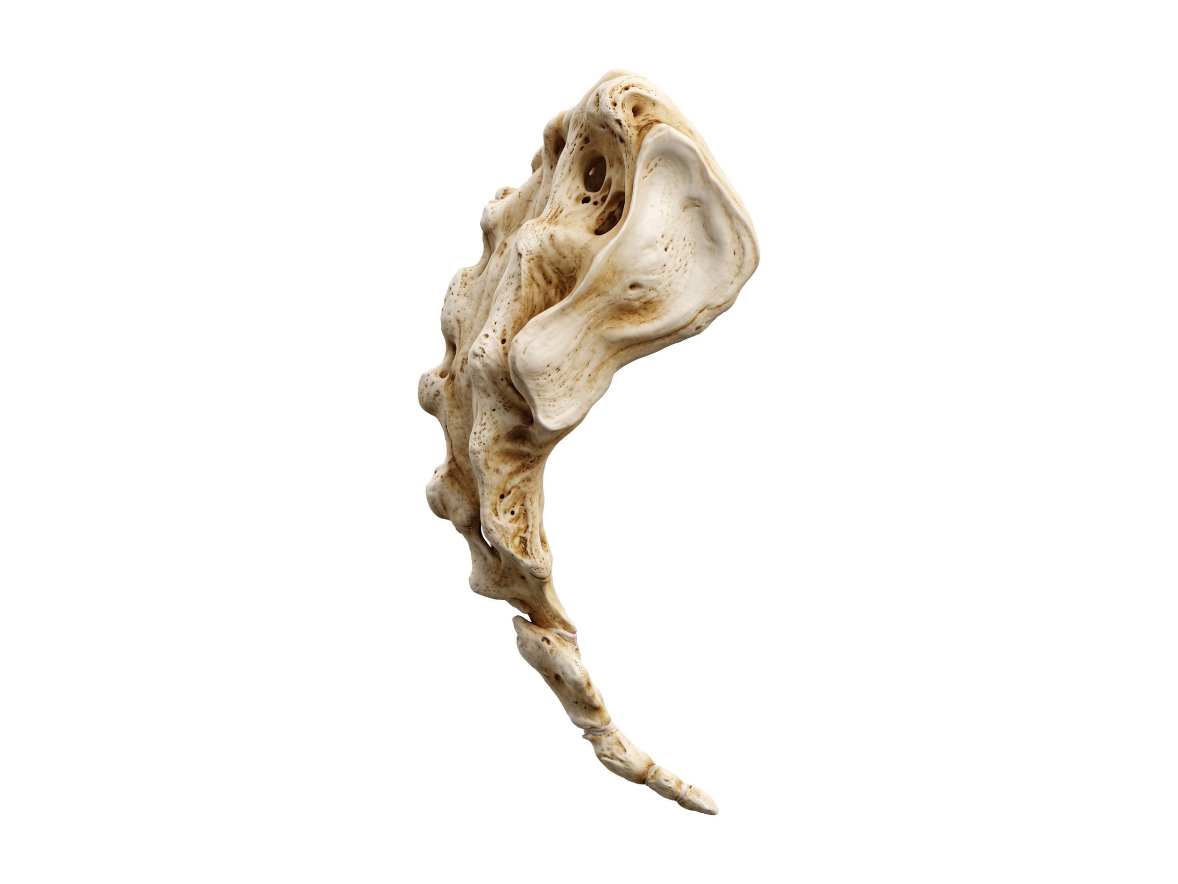 Sacrum and coccyx (side view): auricular surface, median sacral crest and coccyx (tailbone)