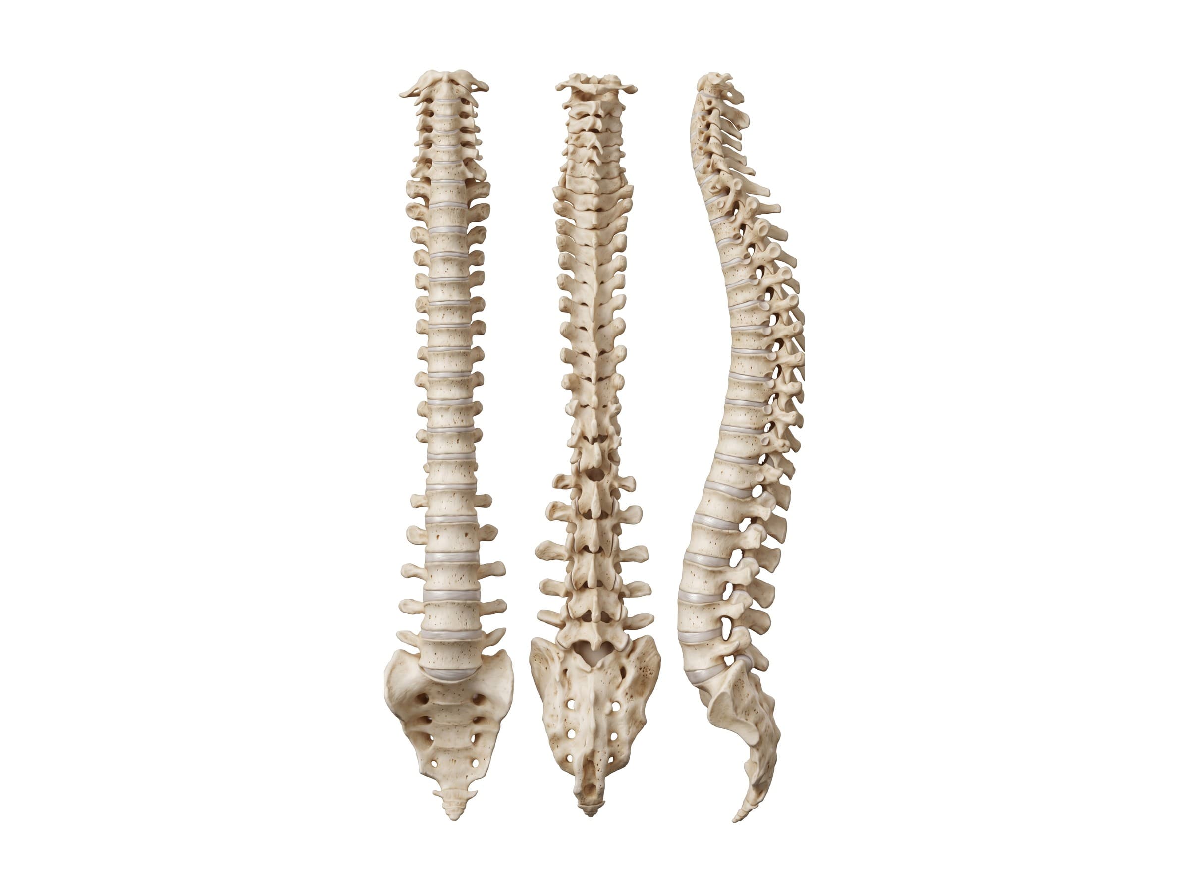 Spine diagram labeled (front, back and side views): cervical, thoracic and lumbar vertebrae, sacrum and coccyx