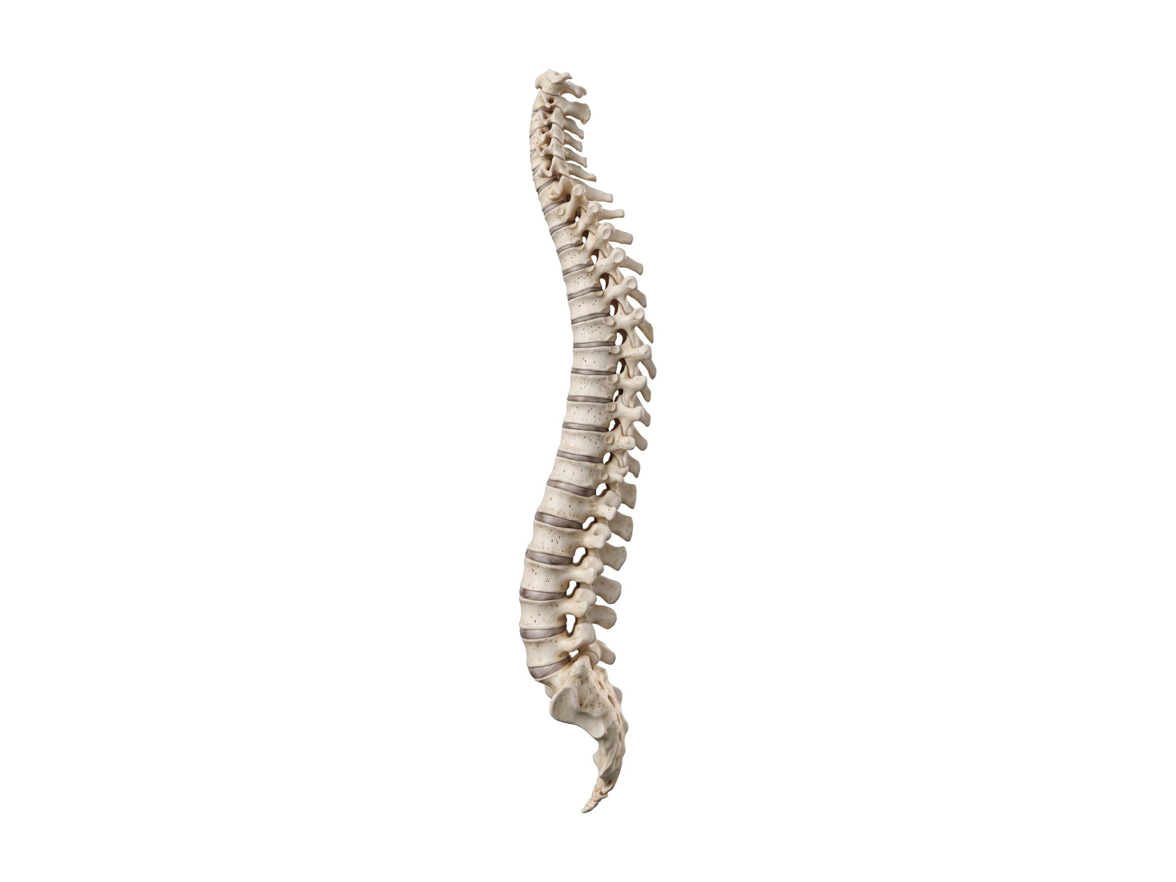 Vertebral column labeled (side view): C1, C7, T1, T12, L1, L5, sacrum, coccyx and the spinal curves