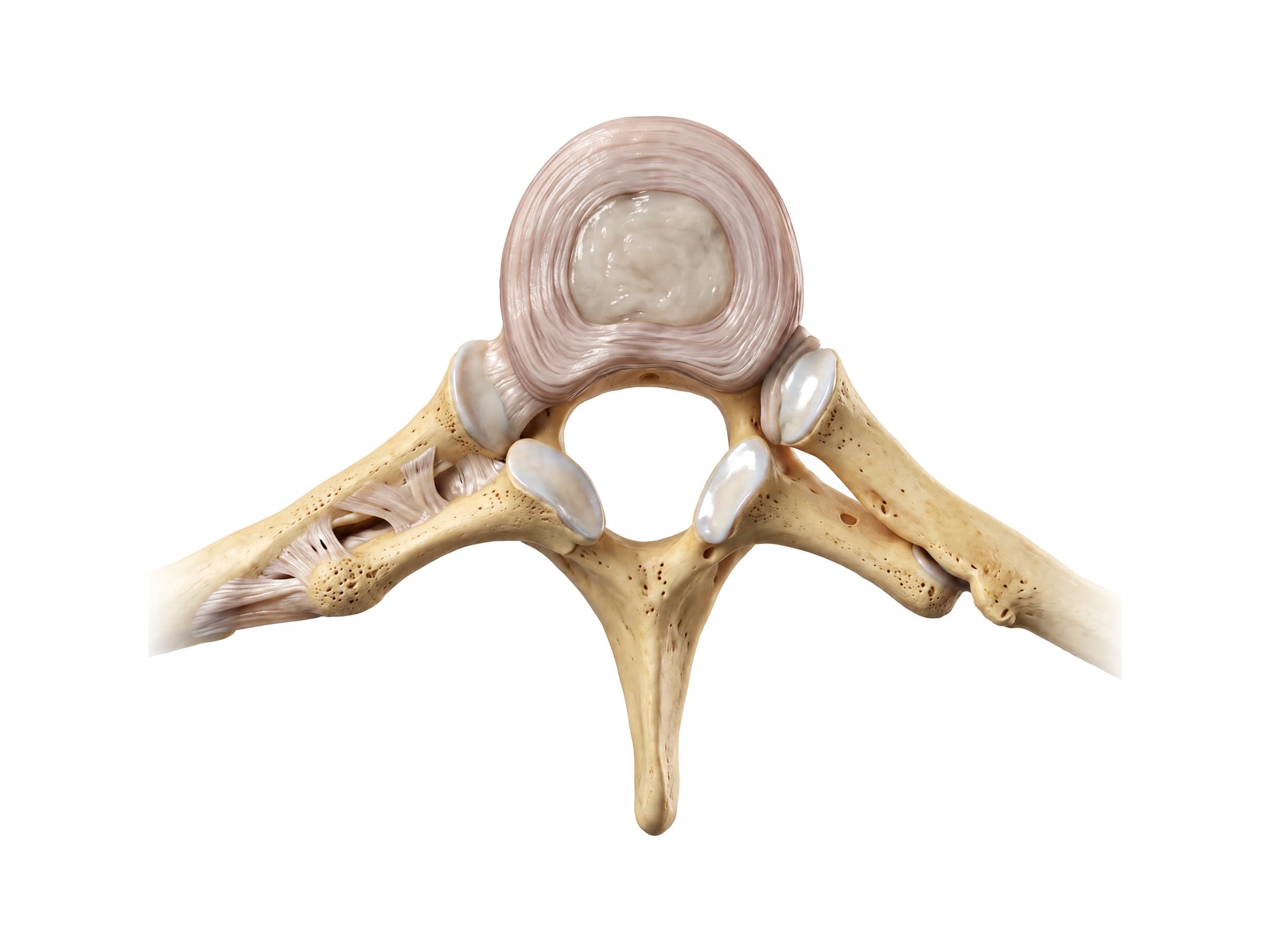 Costotransverse joint (top view): ribs joined to the vertebral body and transverse processes