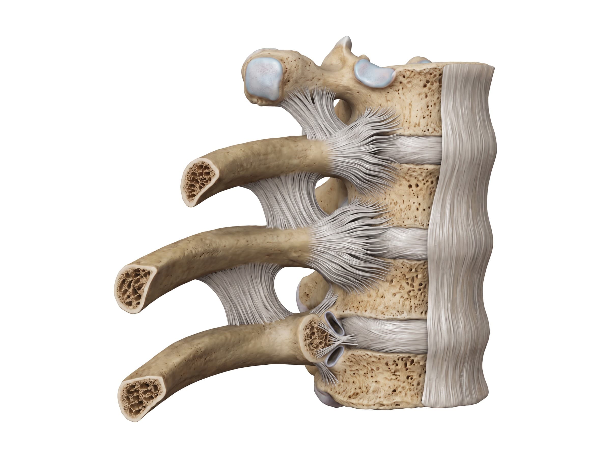 Costovertebral joints: rib heads, radiate ligaments and anterior longitudinal ligament