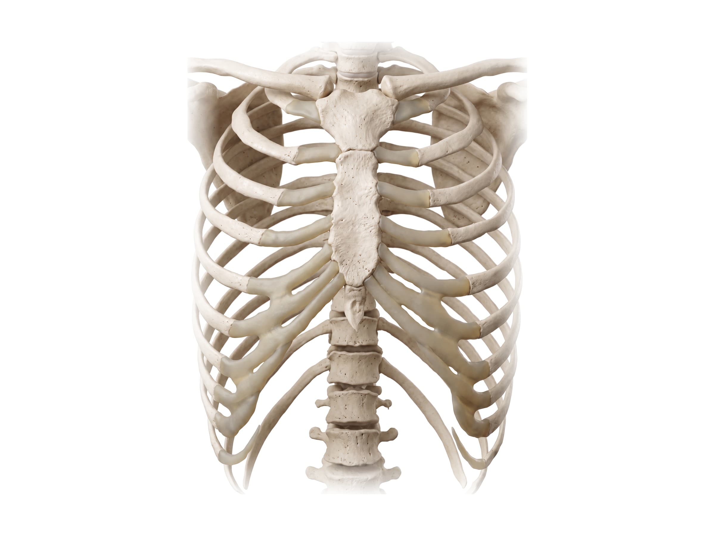 Rib cage and sternum labeled (front view): costal cartilages, ribs, floating ribs and vertebrae