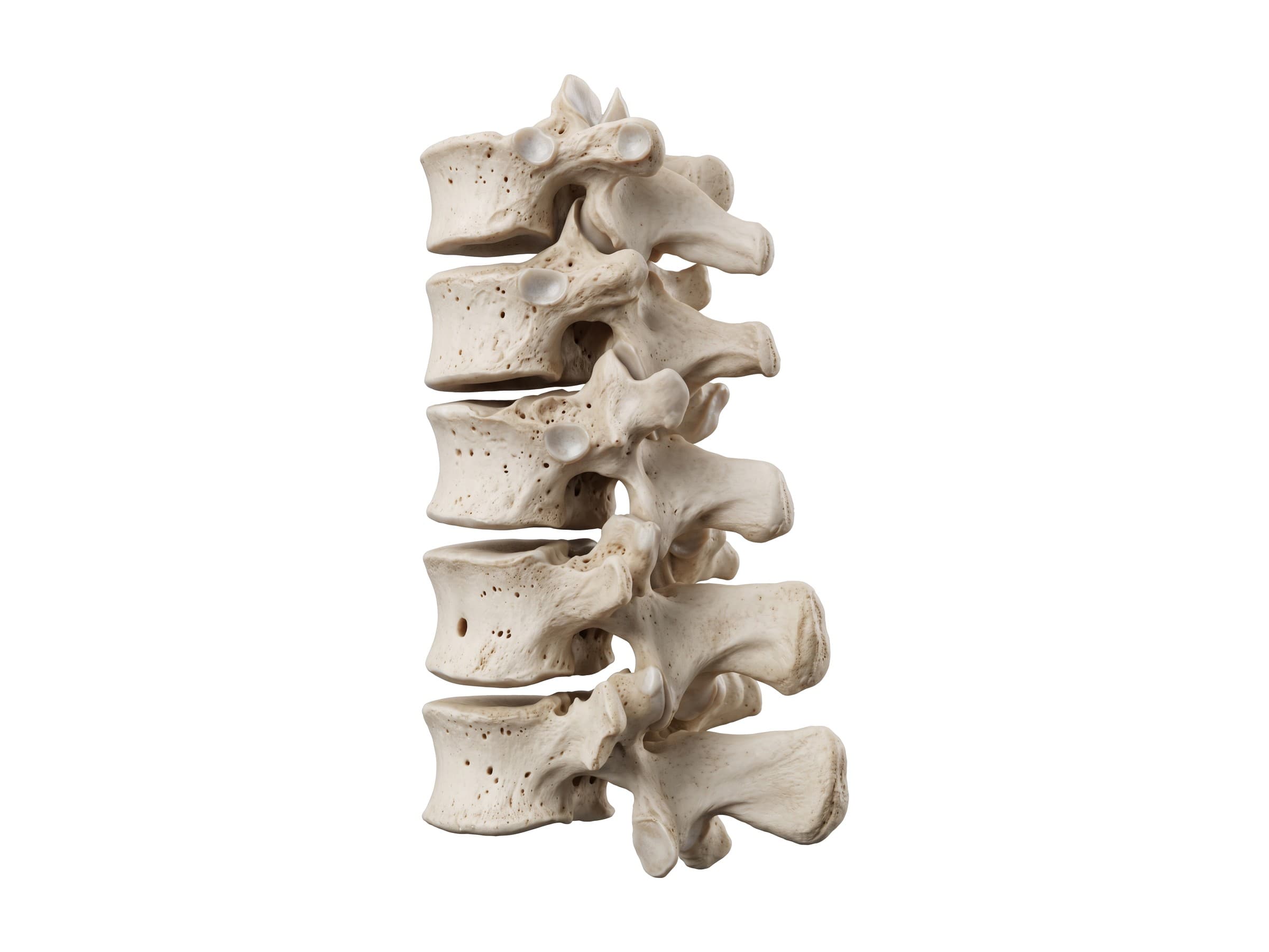 T12 vertebra and the thoracolumbar junction (side view): T10 to L2