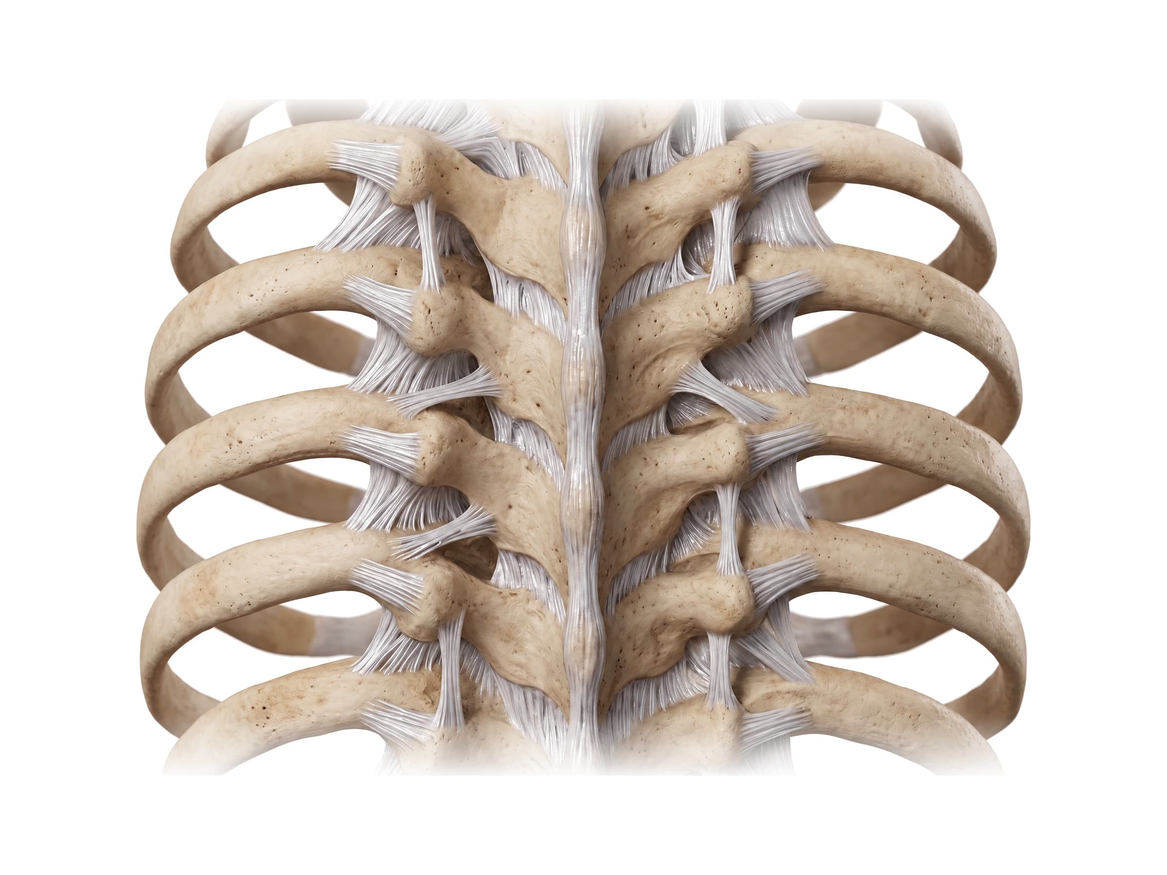 Ligaments of the thoracic spine (back view): supraspinous and costotransverse ligaments